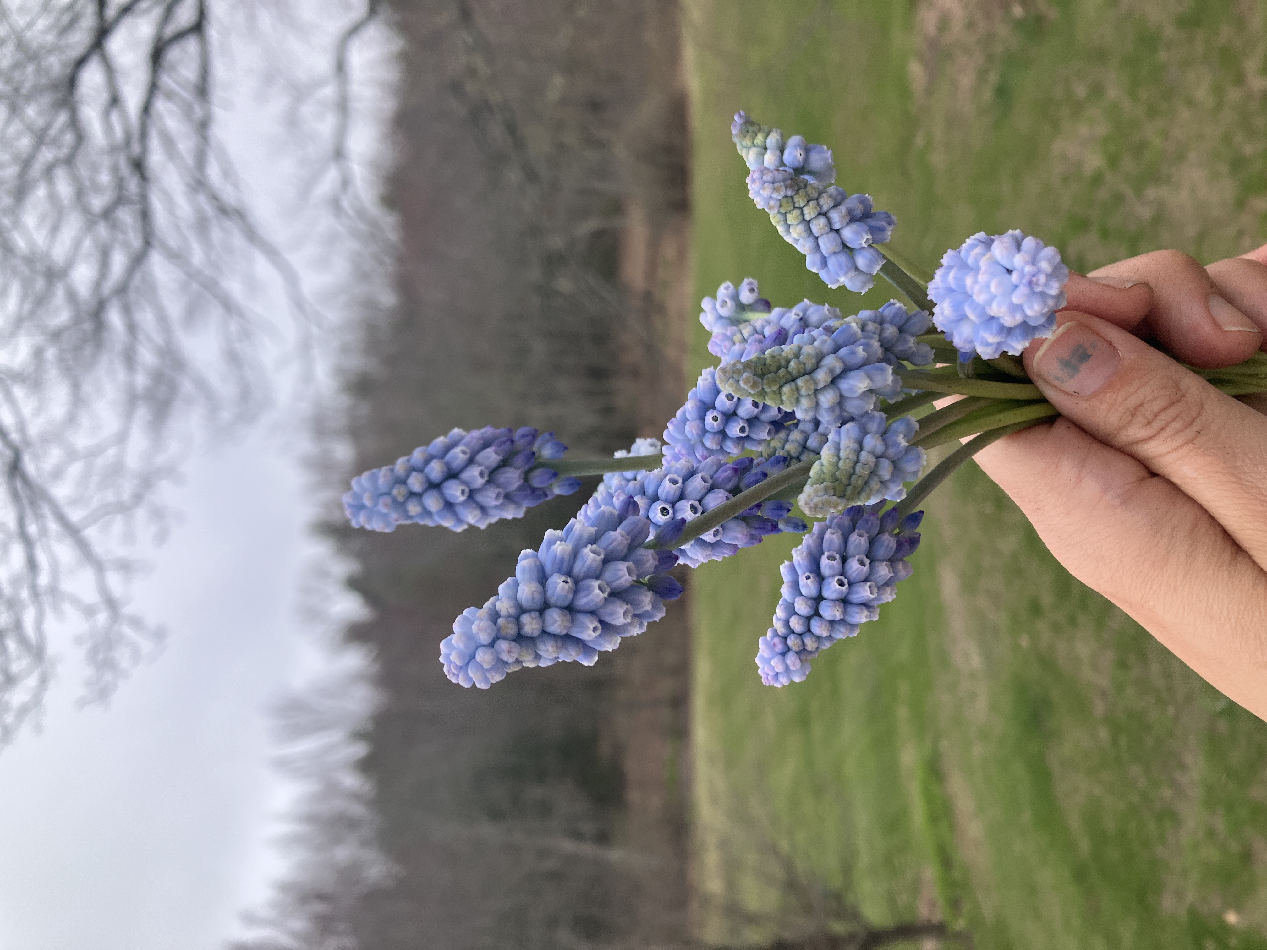 MUSCARI armeniacum Valerie Finnis