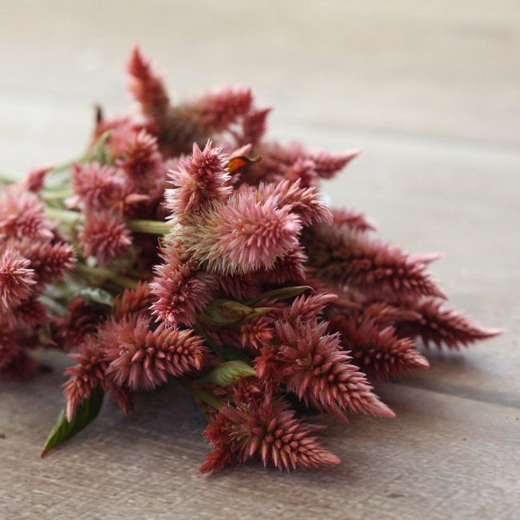 CELOSIA argentea spicata Celway Salmon