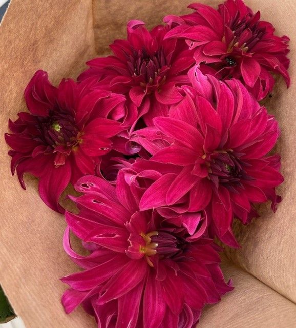 DAHLIA Decorative