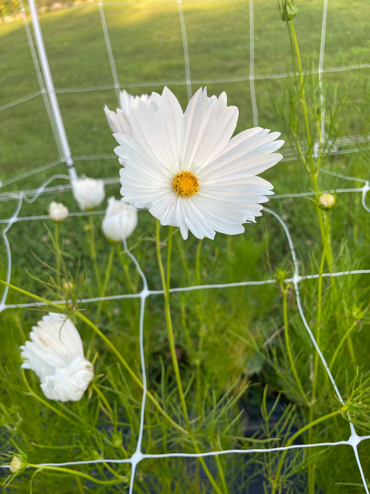 COSMOS bipinnatus Cupcakes