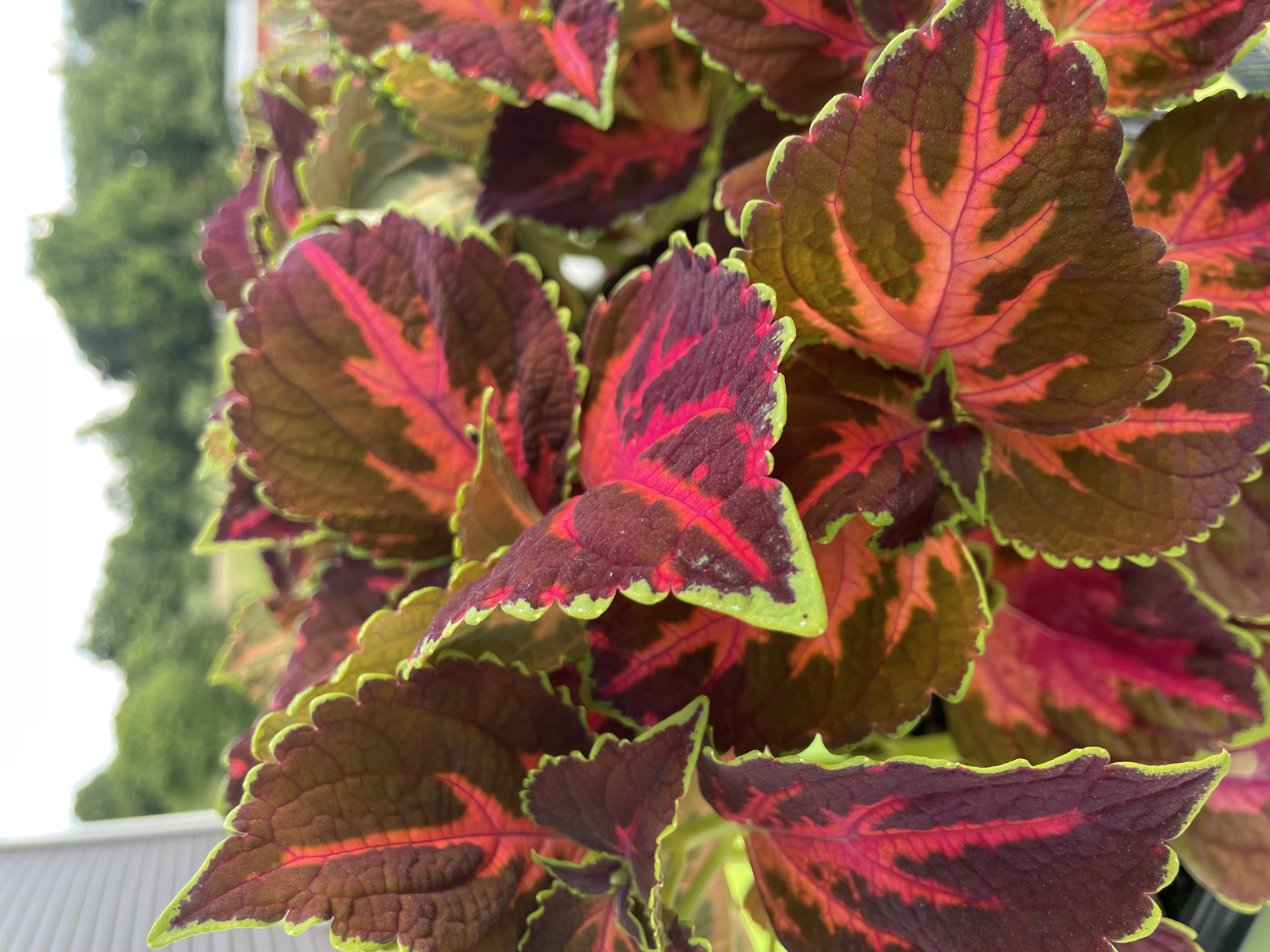 COLEUS scutellarioides