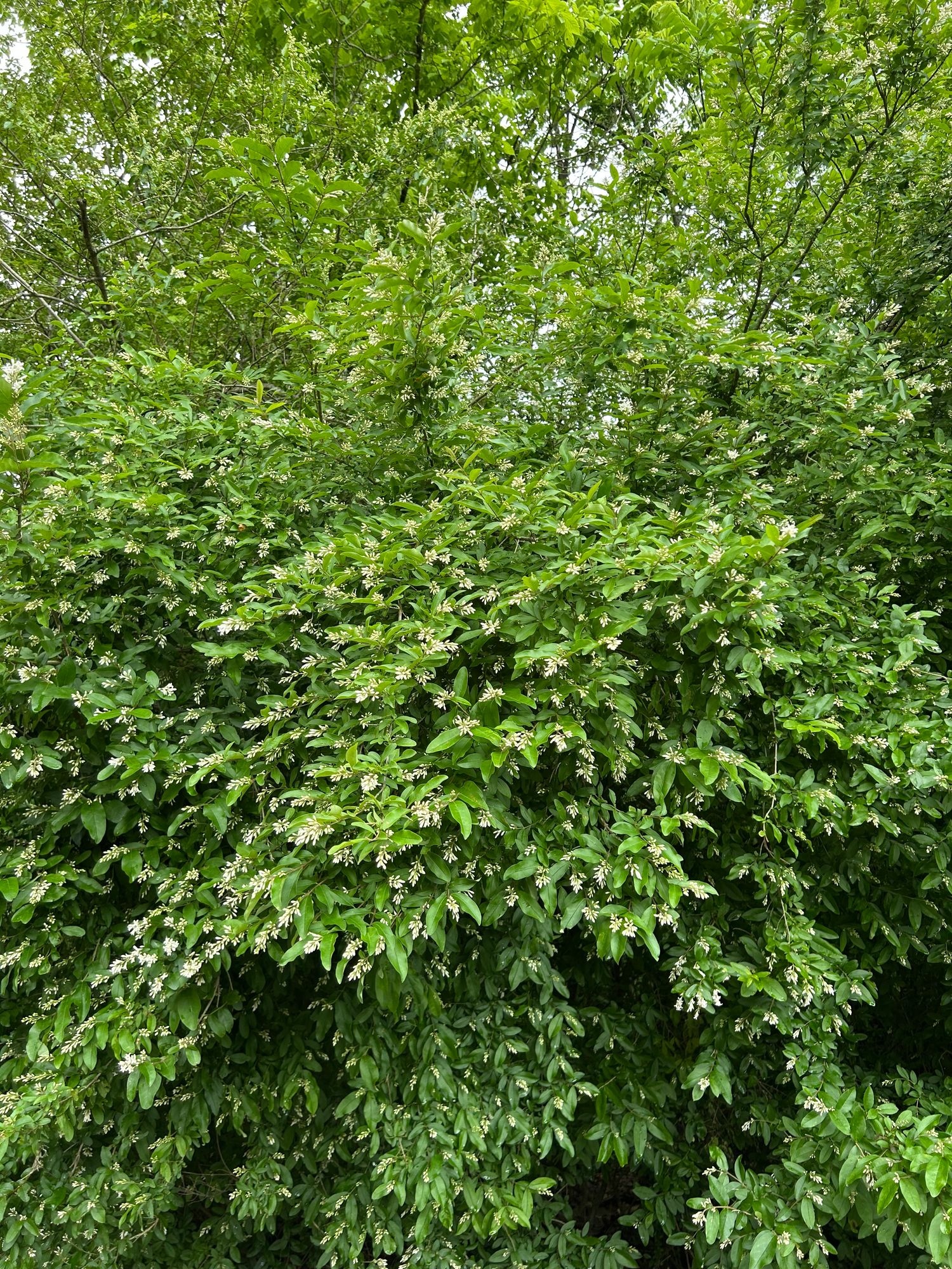LIGUSTRUM