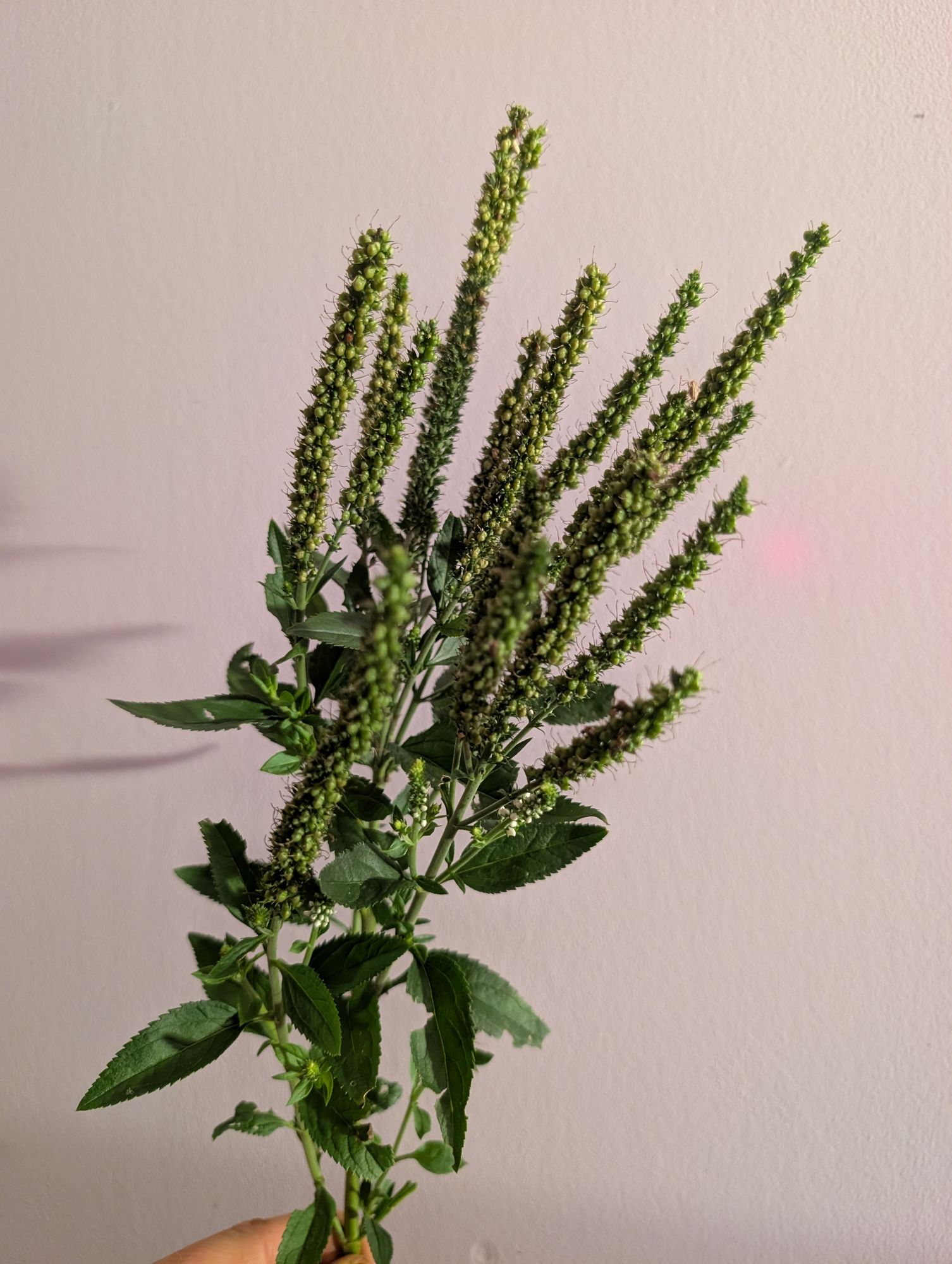 VERONICA longifolia Skyler