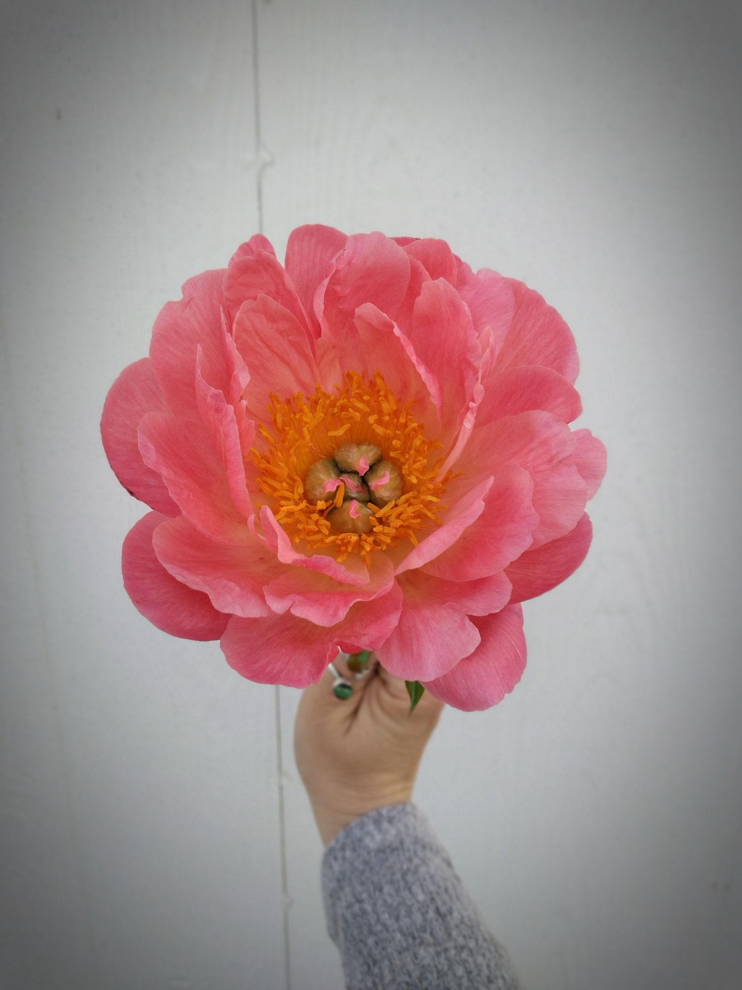 PAEONIA lactiflora Coral Charm