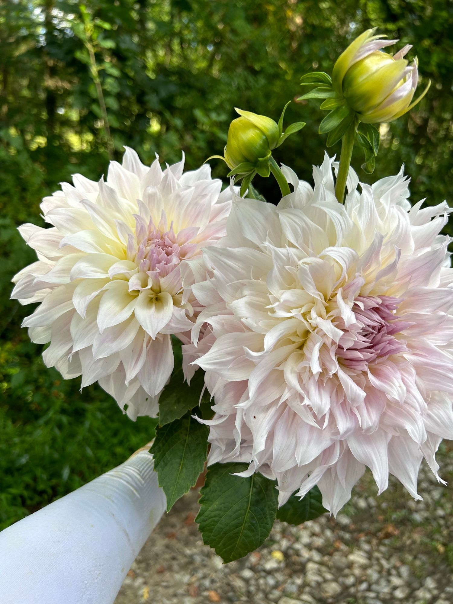 DAHLIA Shiloh Noelle