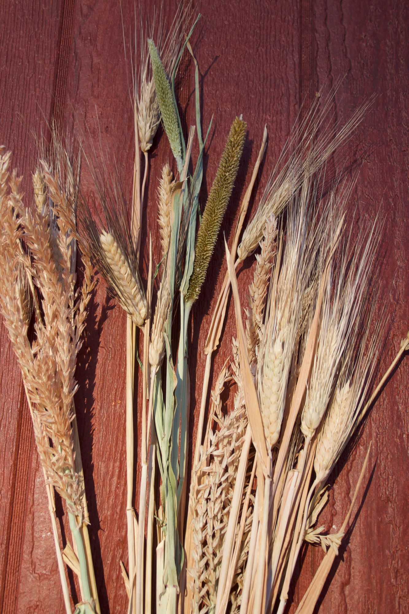Mixed Grass Bunch