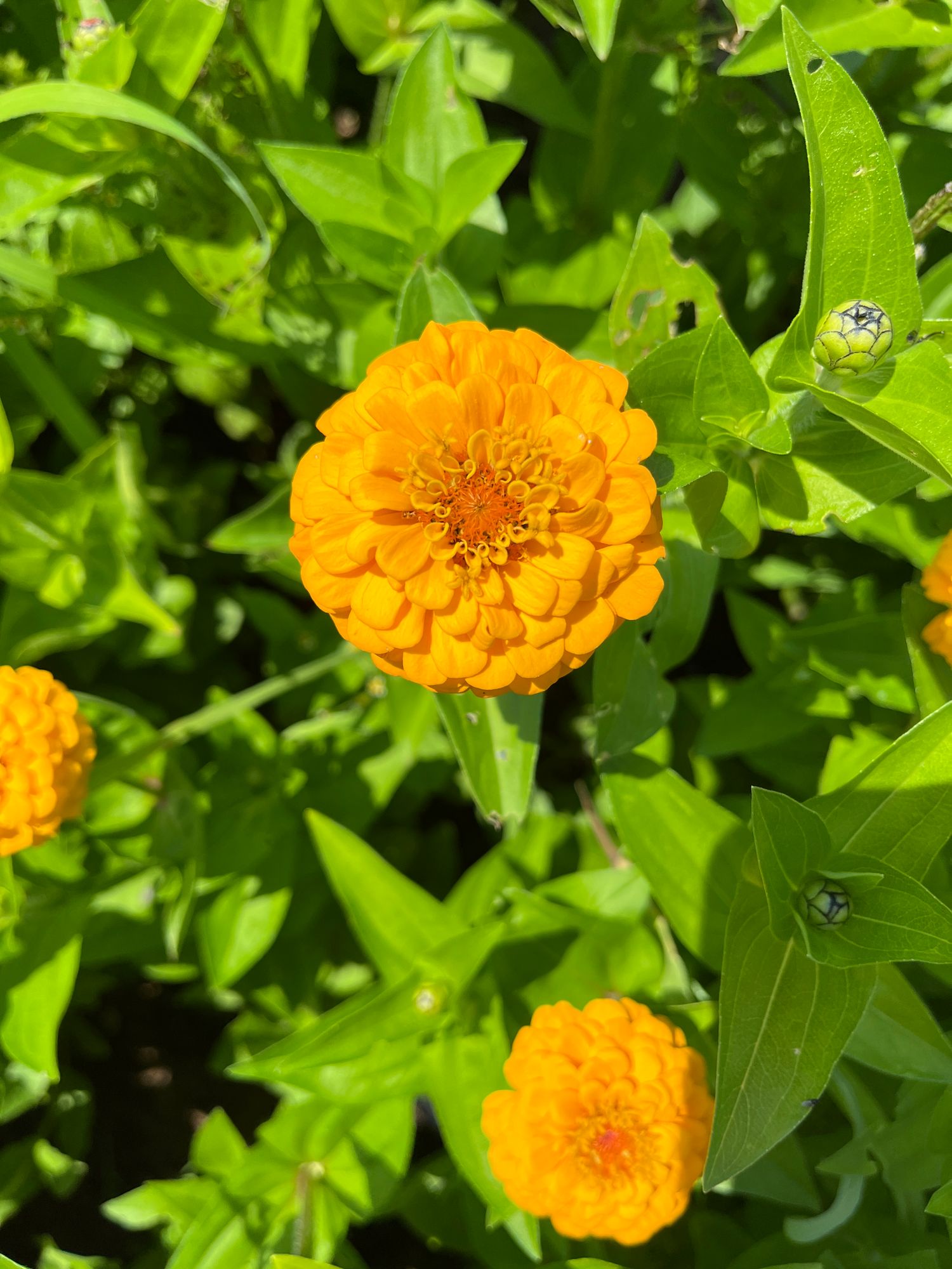 ZINNIA elegans Oklahoma Series