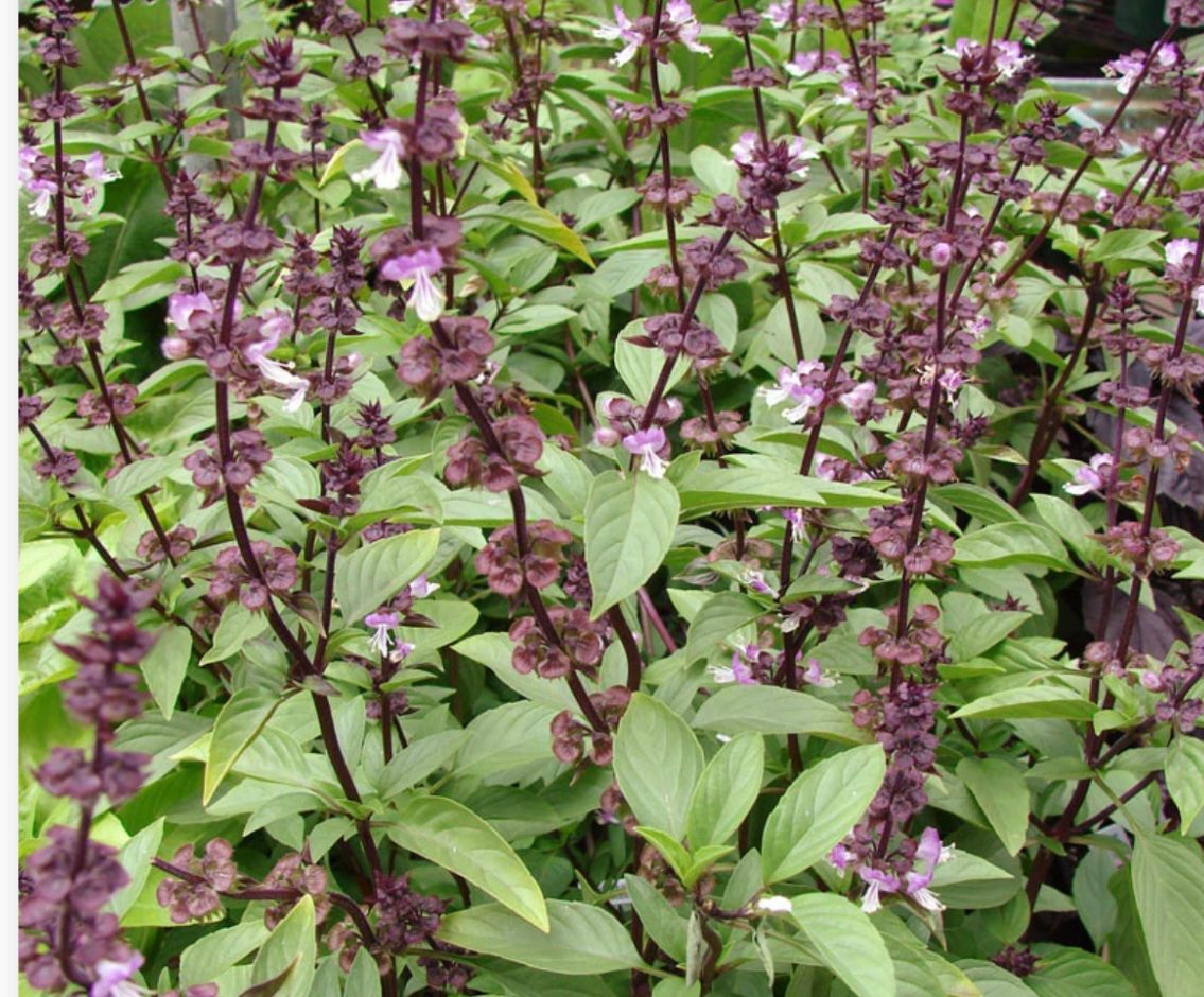 OCIMUM basilicum Thai