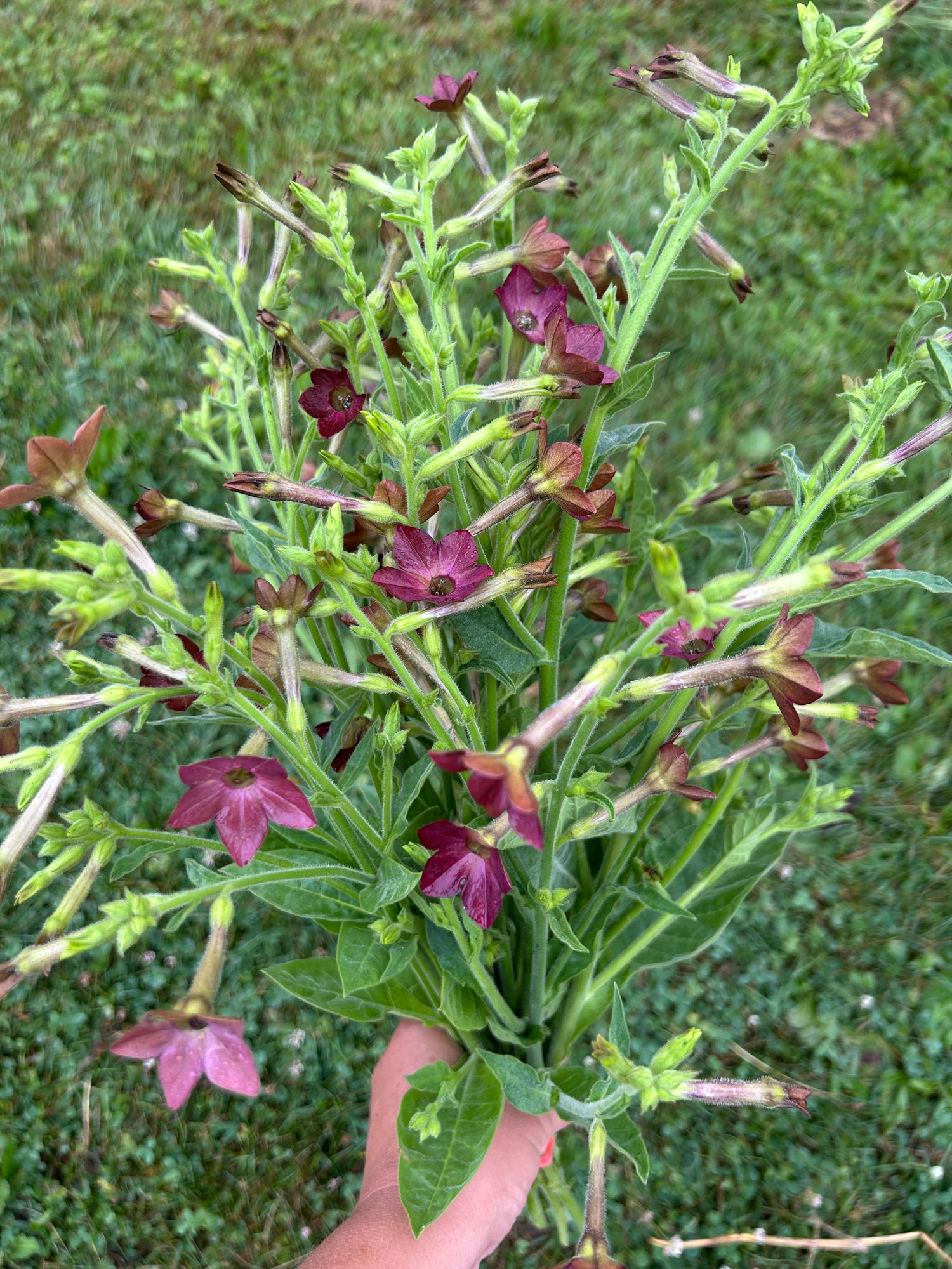 NICOTIANA langsdorffii Bronze Queen