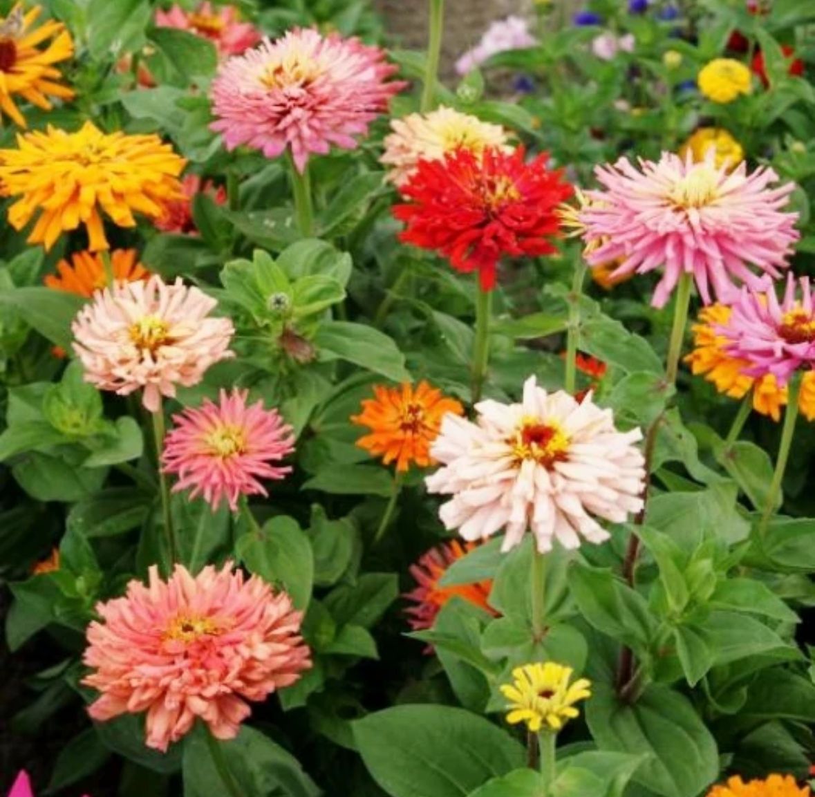 ZINNIA elegans Cactus