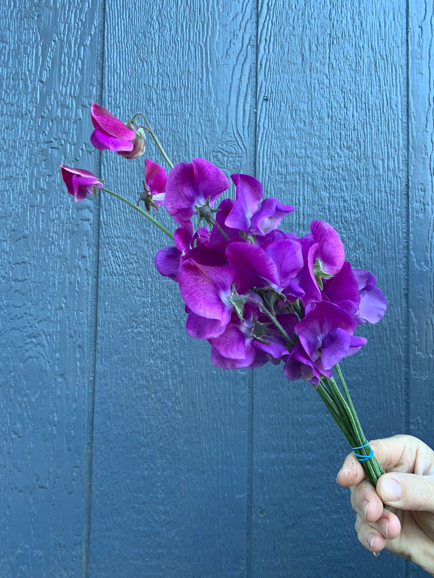 LATHYRUS odoratus