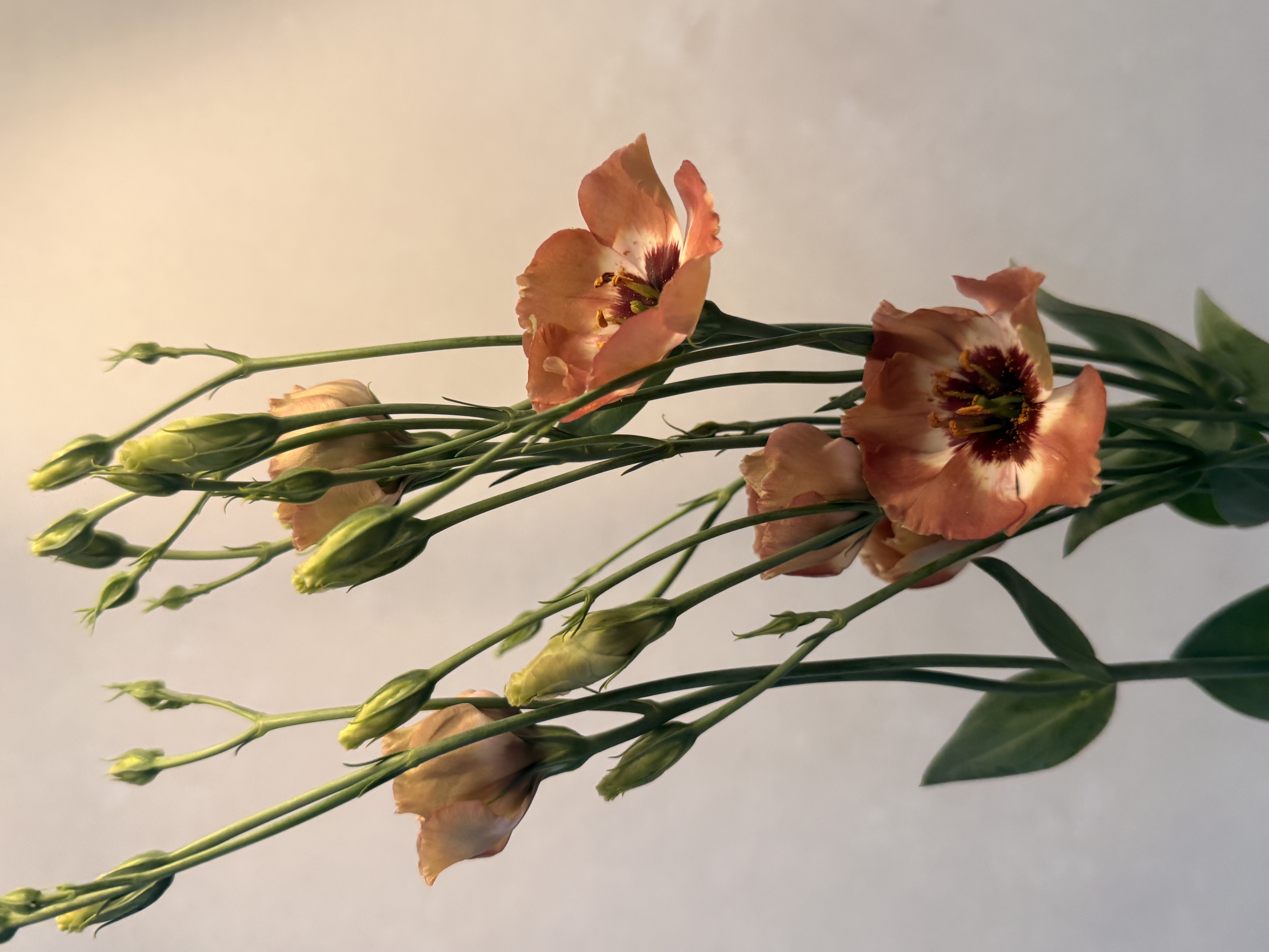 EUSTOMA grandiflorum Pucchino Choco