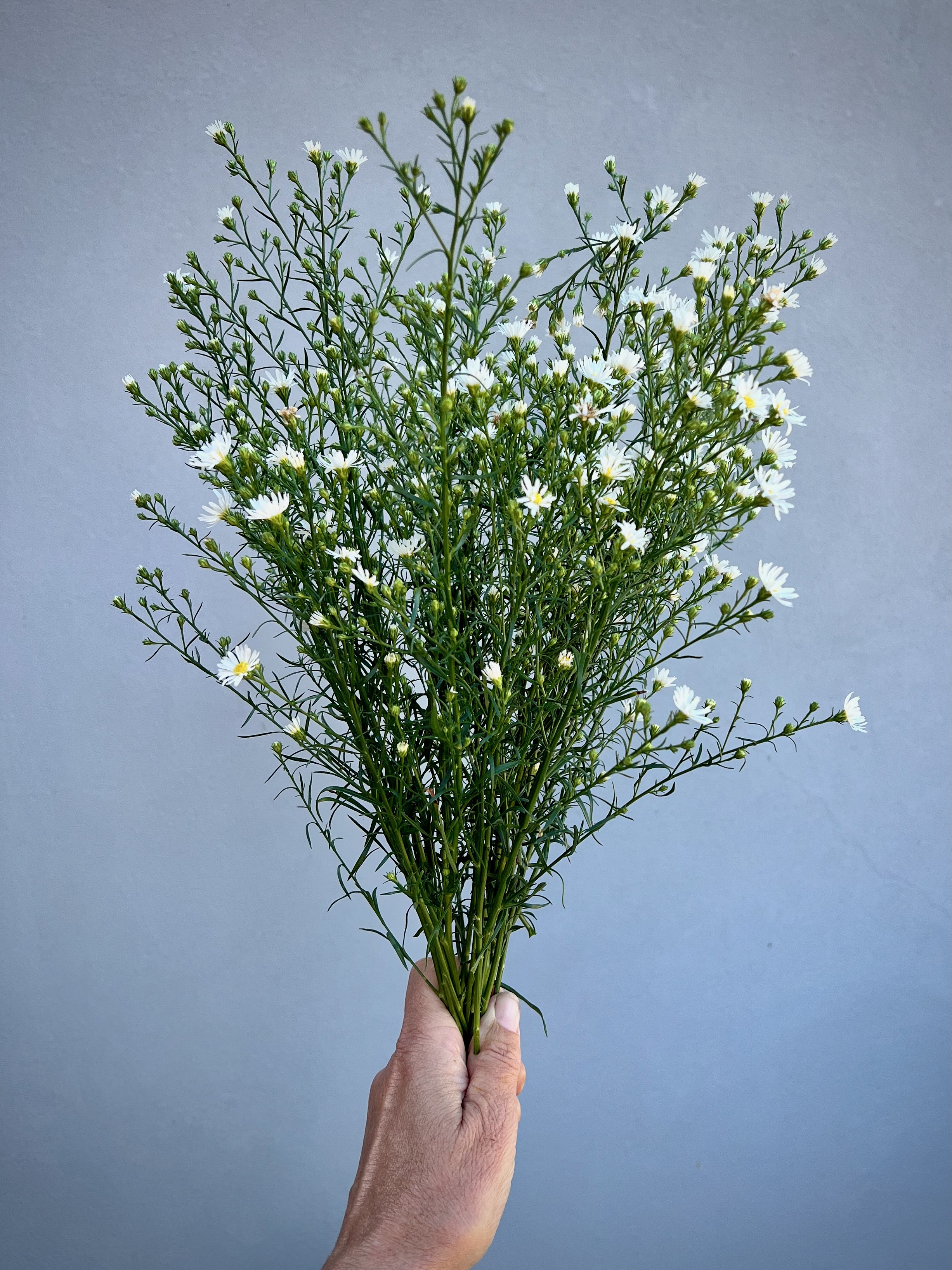ASTER ericoides Monte Cassino