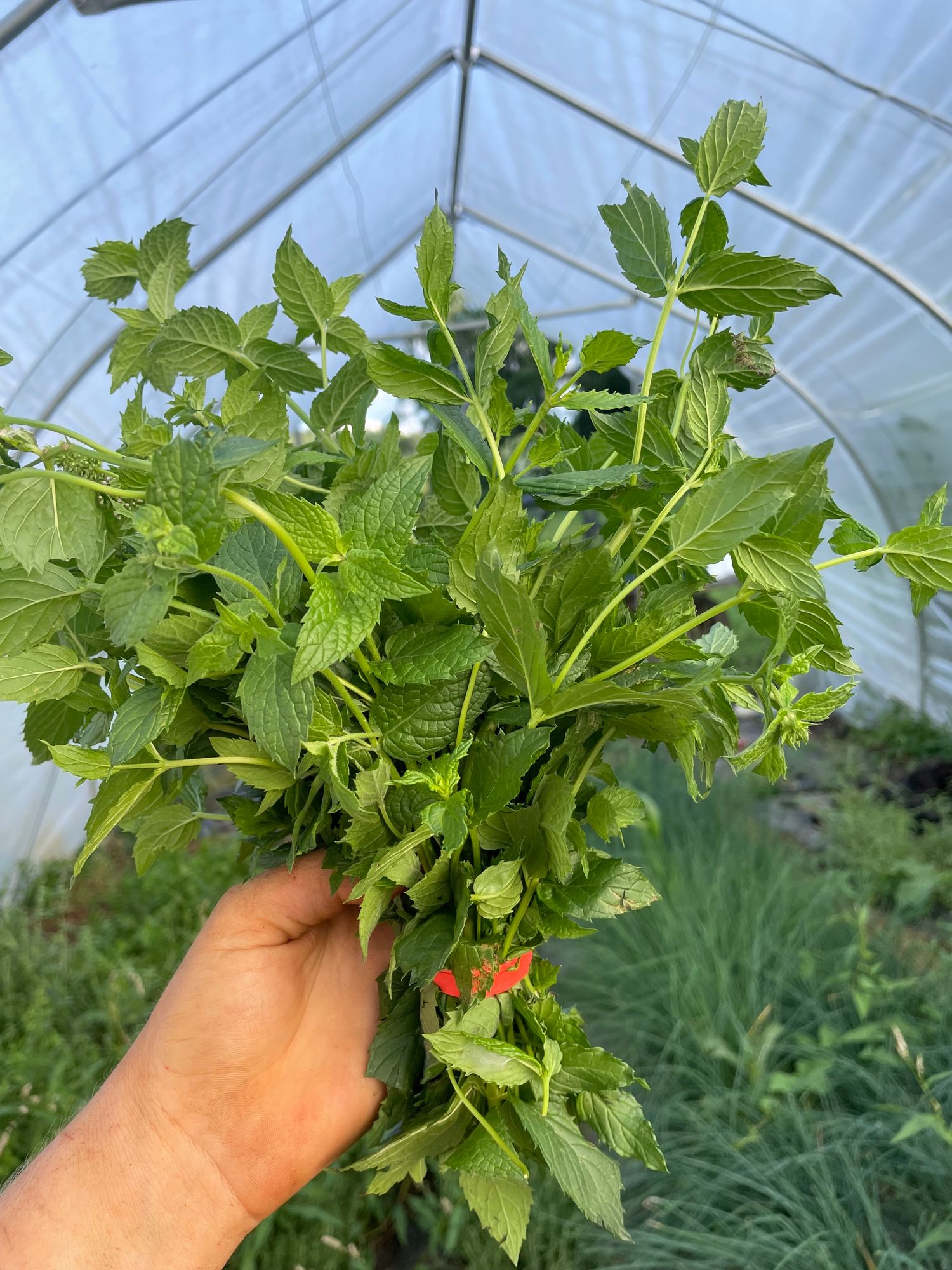 Herb, Mint