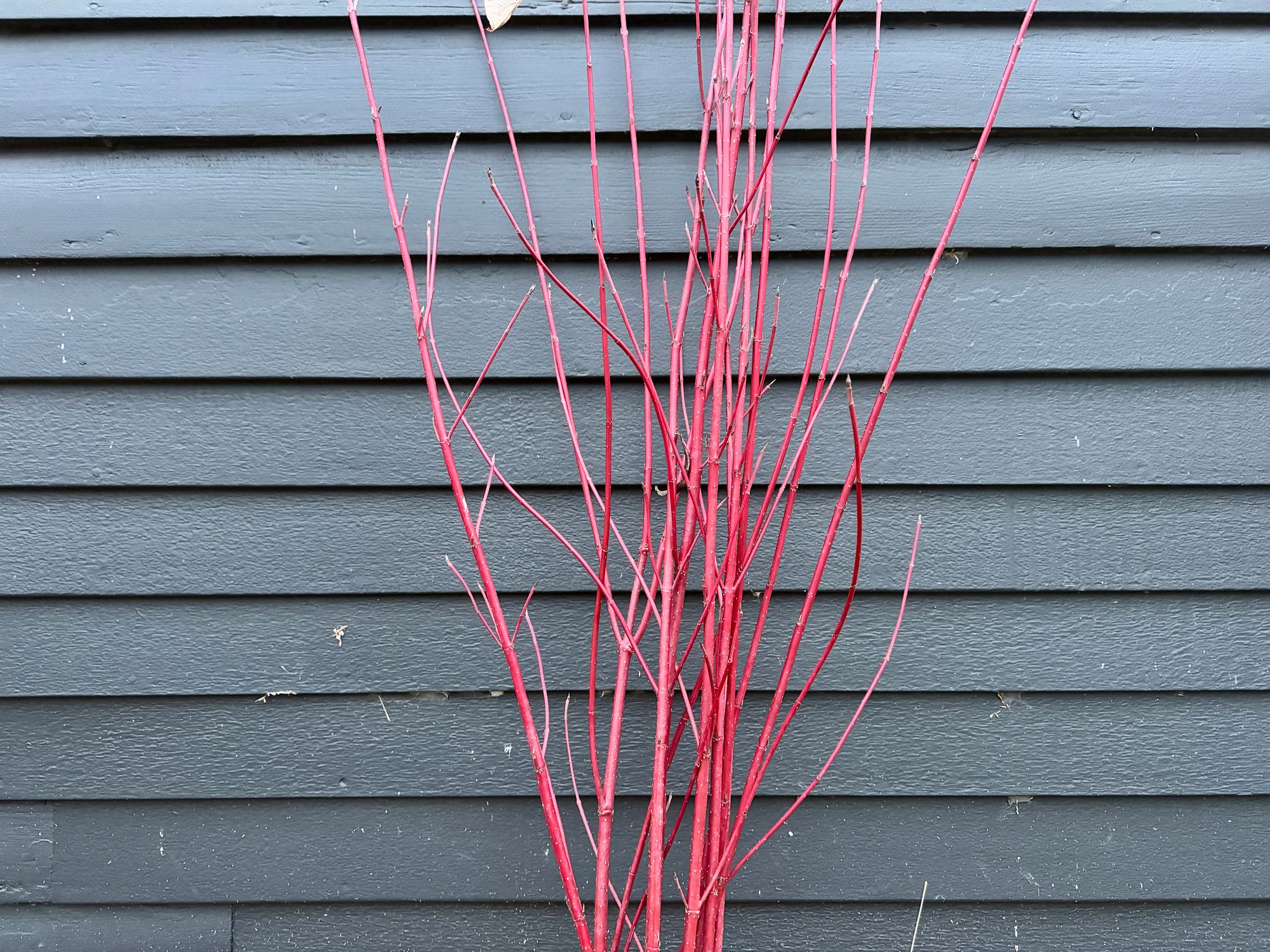 CORNUS alba Sibirica