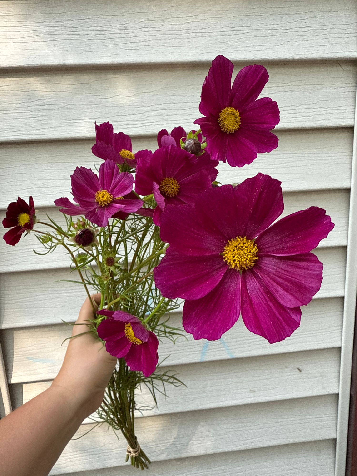 COSMOS bipinnatus Rubenza