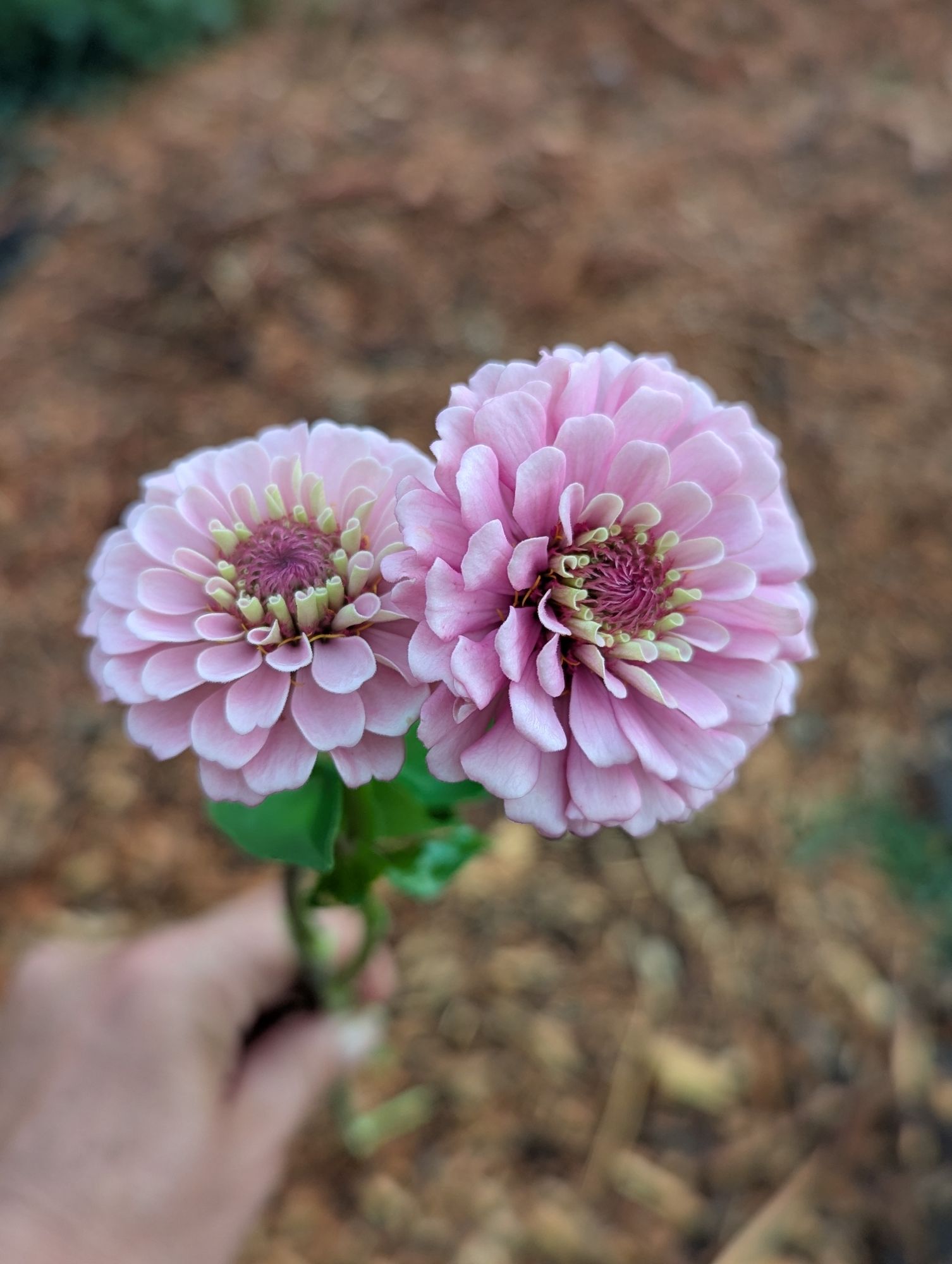 ZINNIA elegans Oklahoma Series
