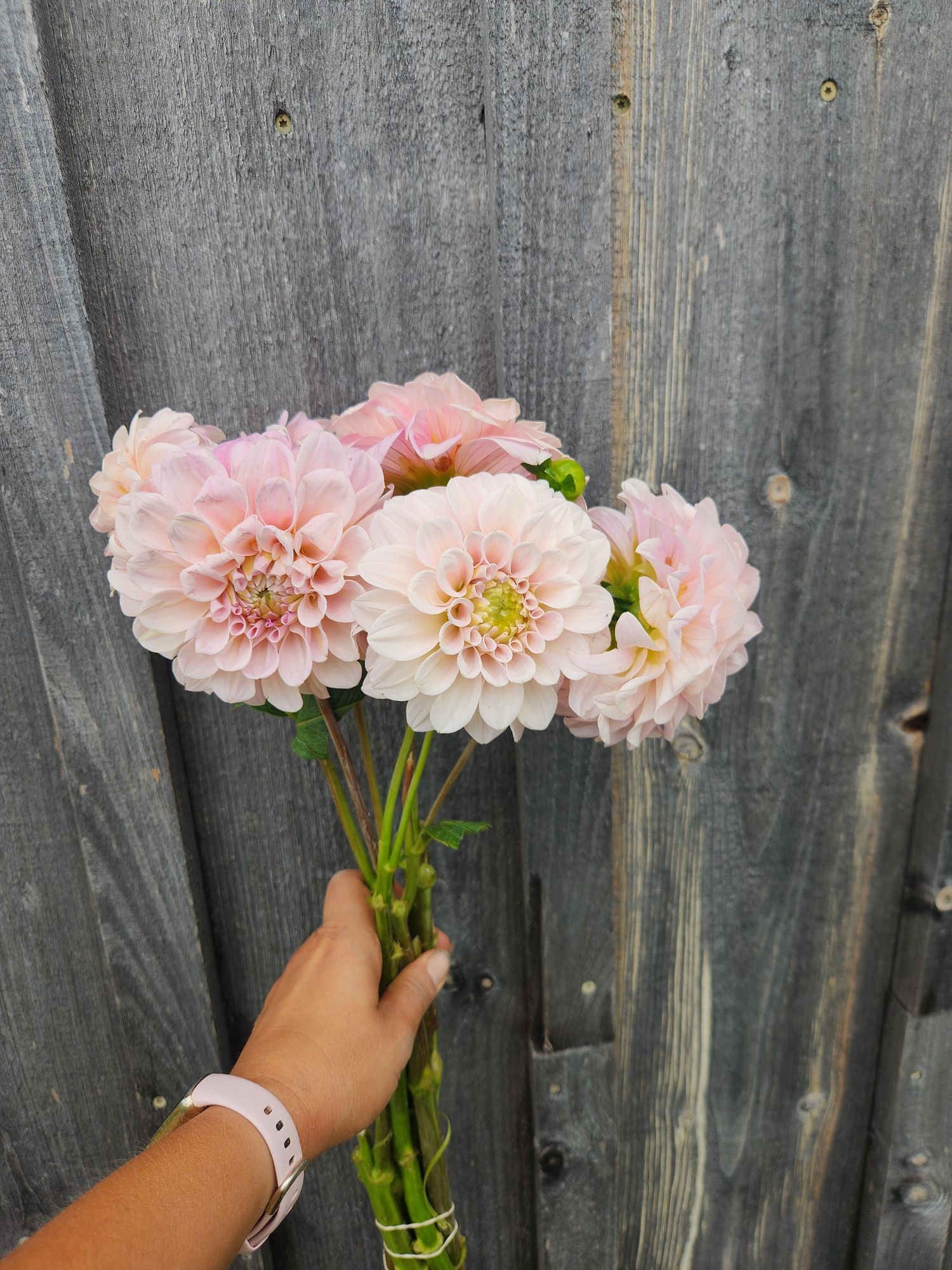 DAHLIA Sweet Nathalie