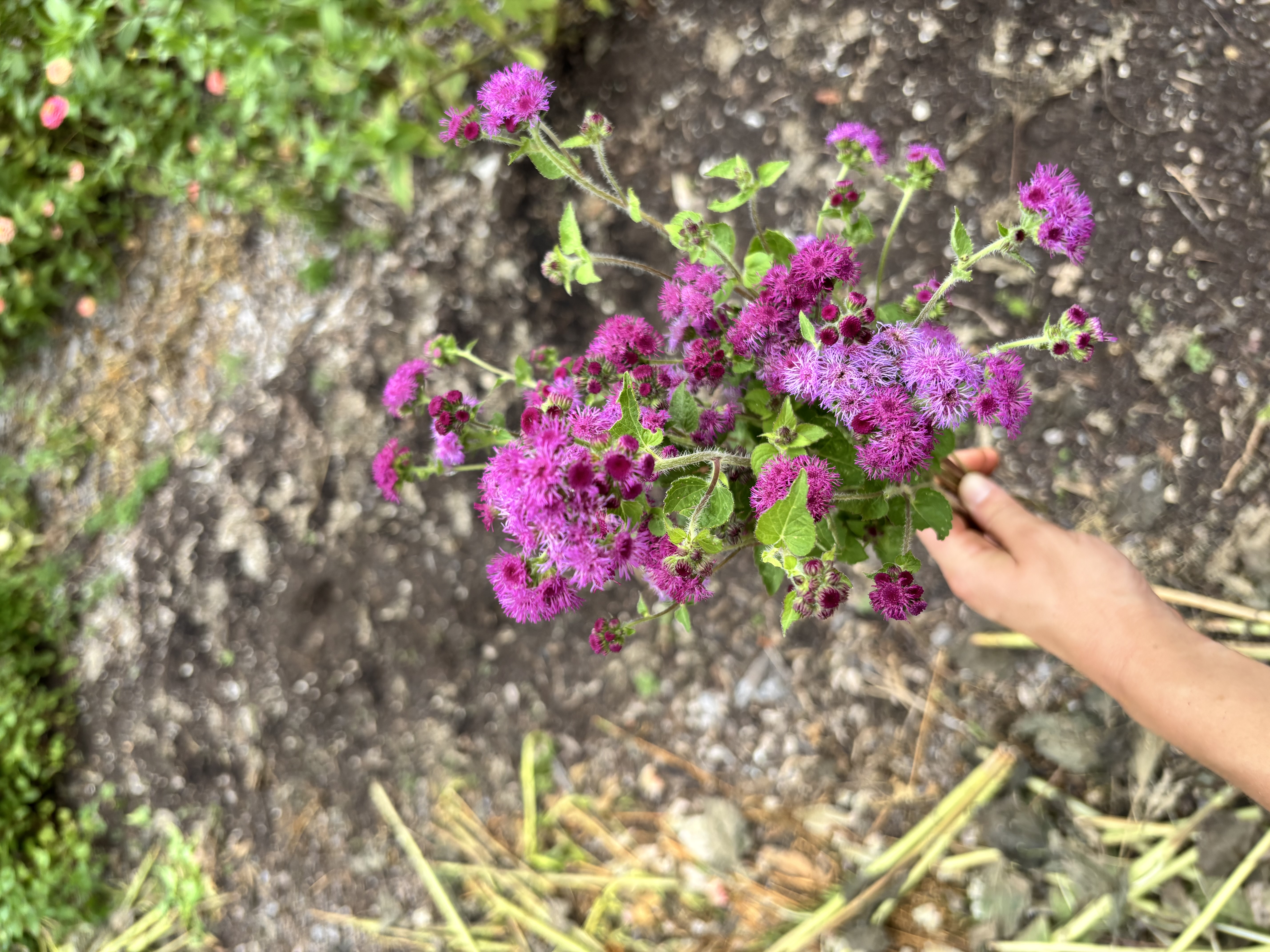 AGERATUM houstonianum Red Flint