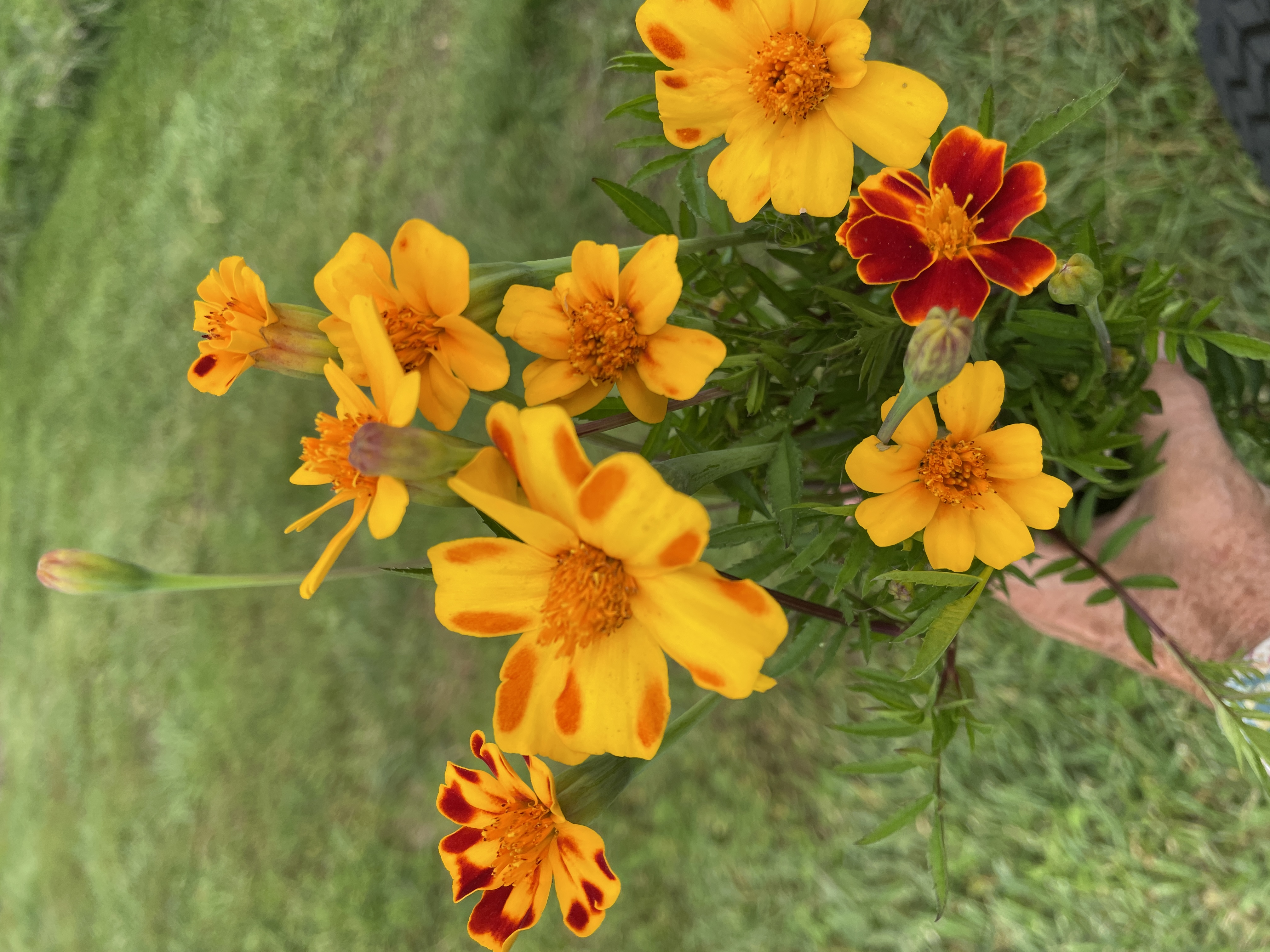 TAGETES linnaeus Burning Embers