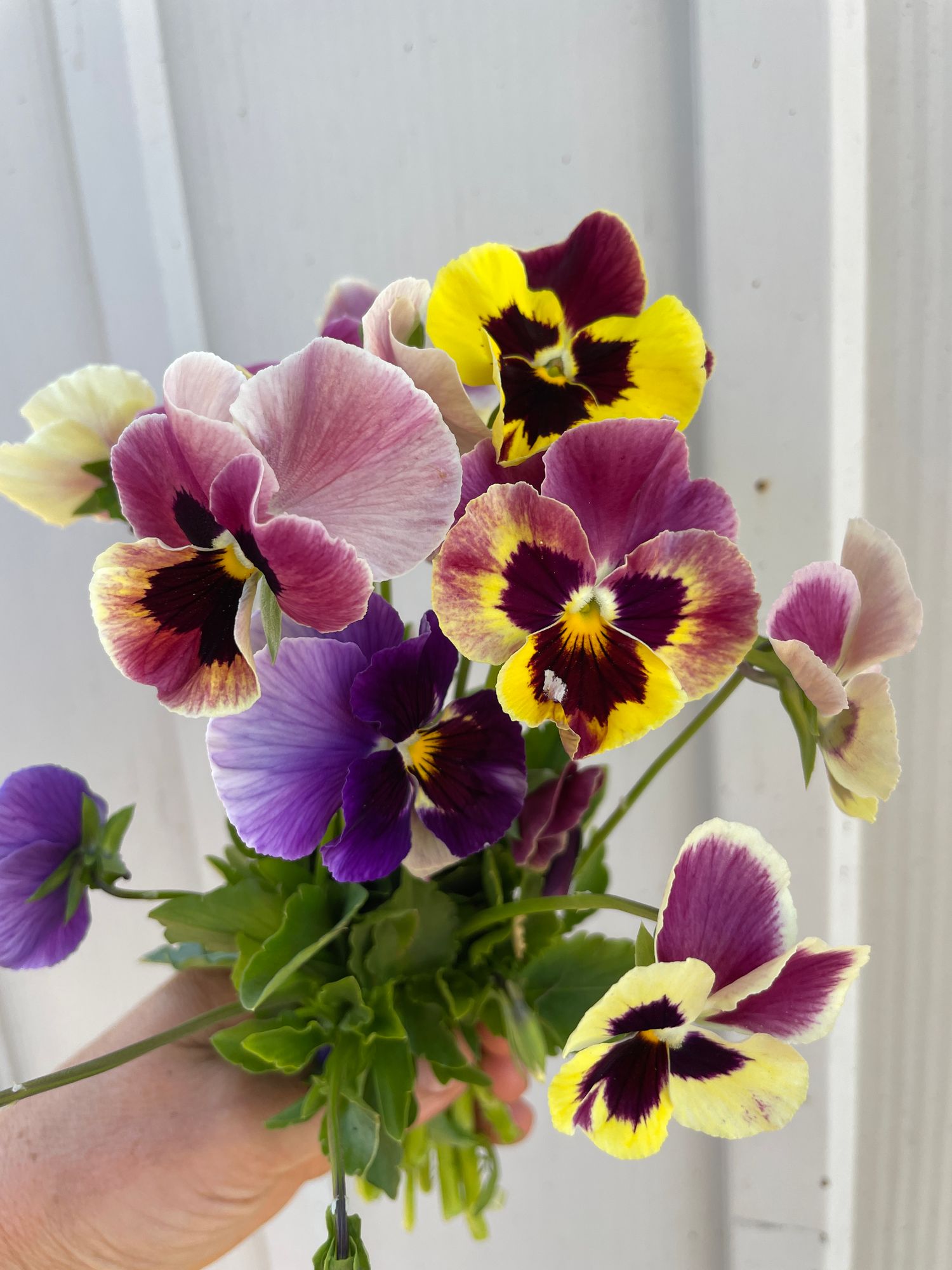 VIOLA x wittrockiana Nature Mulberry Shades