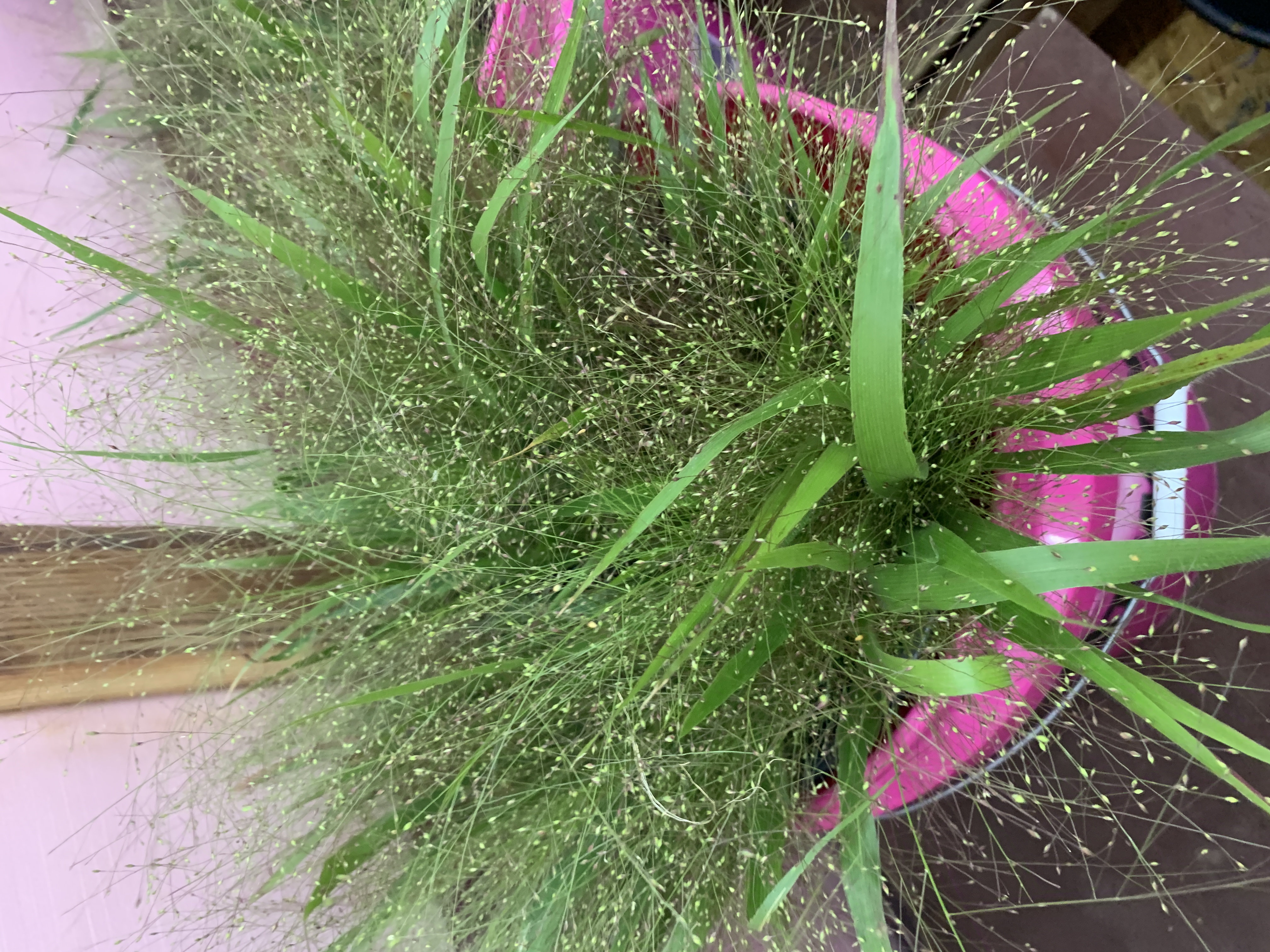 PANICUM elegans