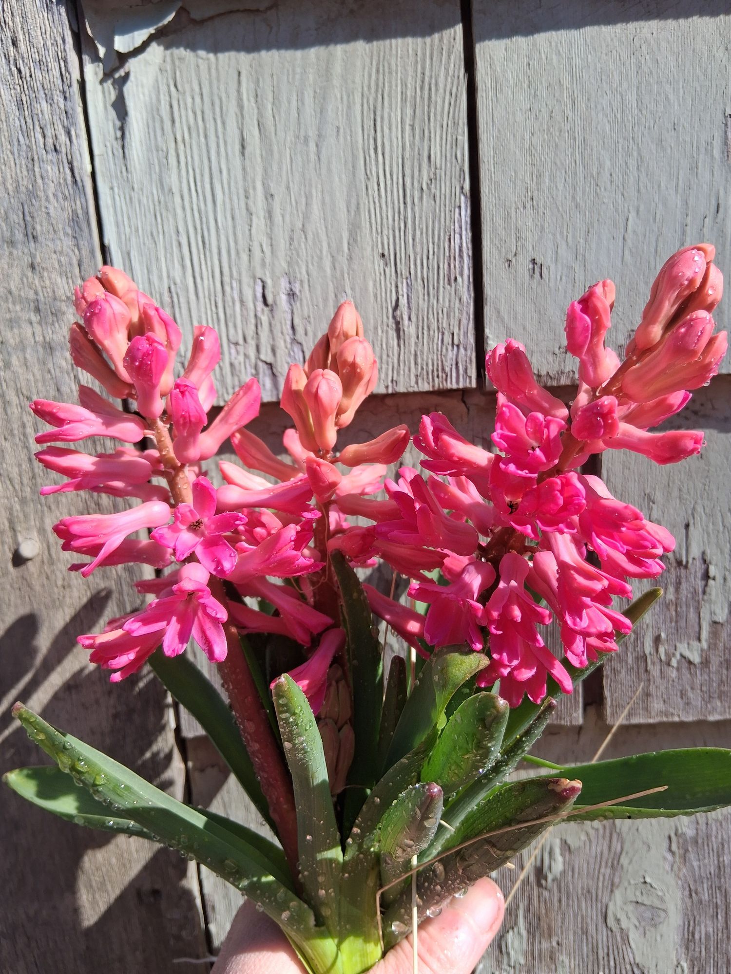 HYACINTHUS orientalis Jan Bos