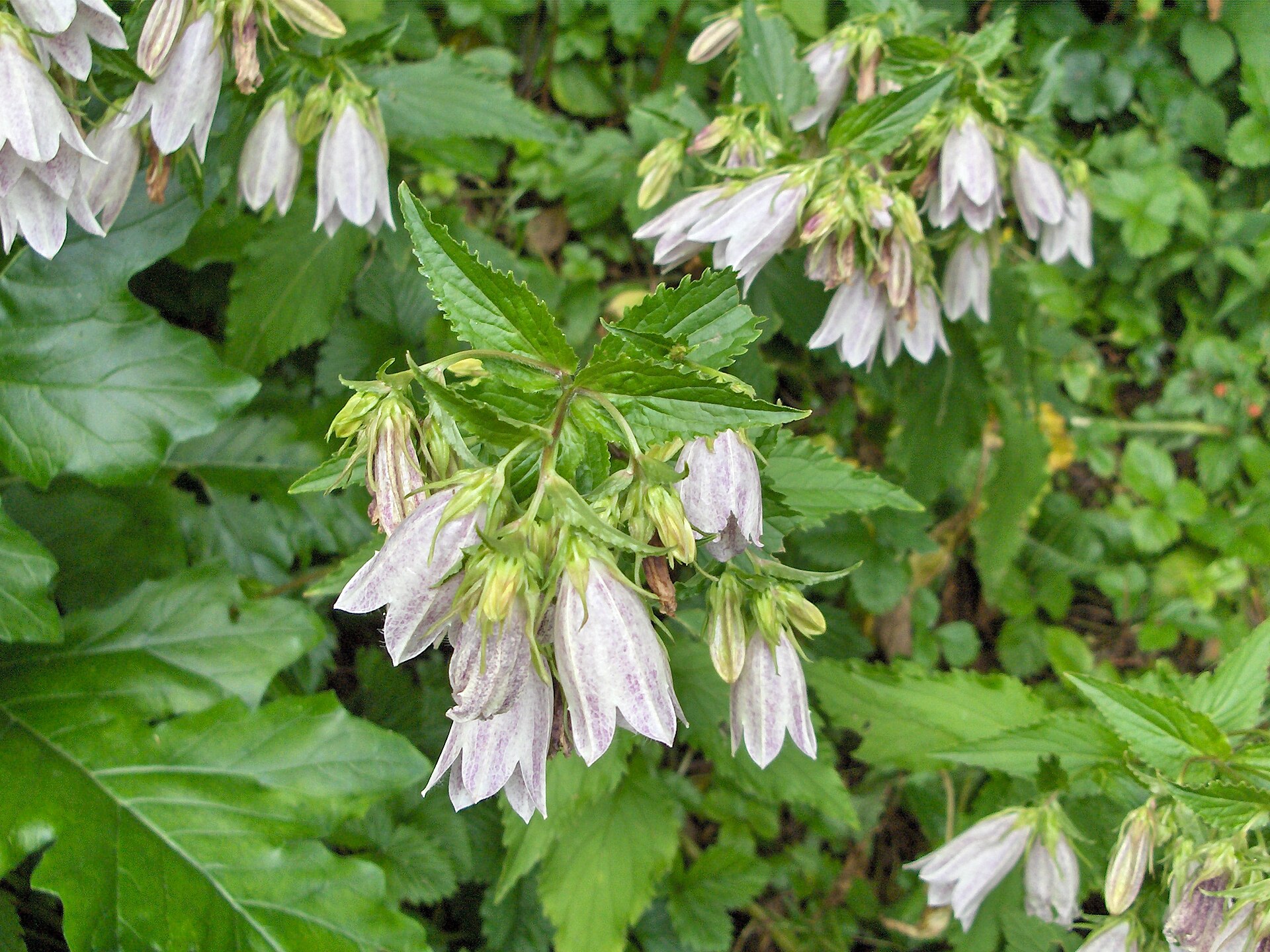 Potted plant: Korean bellflower, Campanula takisemana
