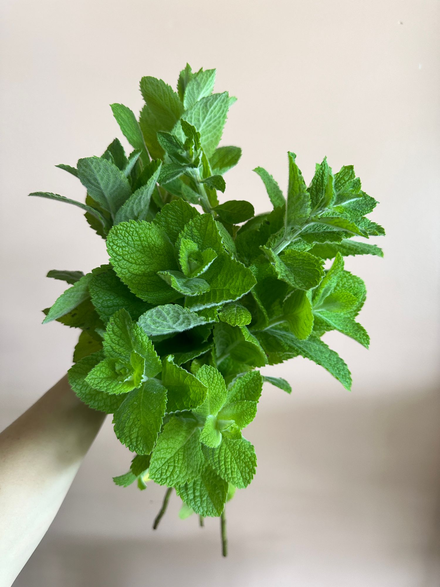 MENTHA suaveolens
