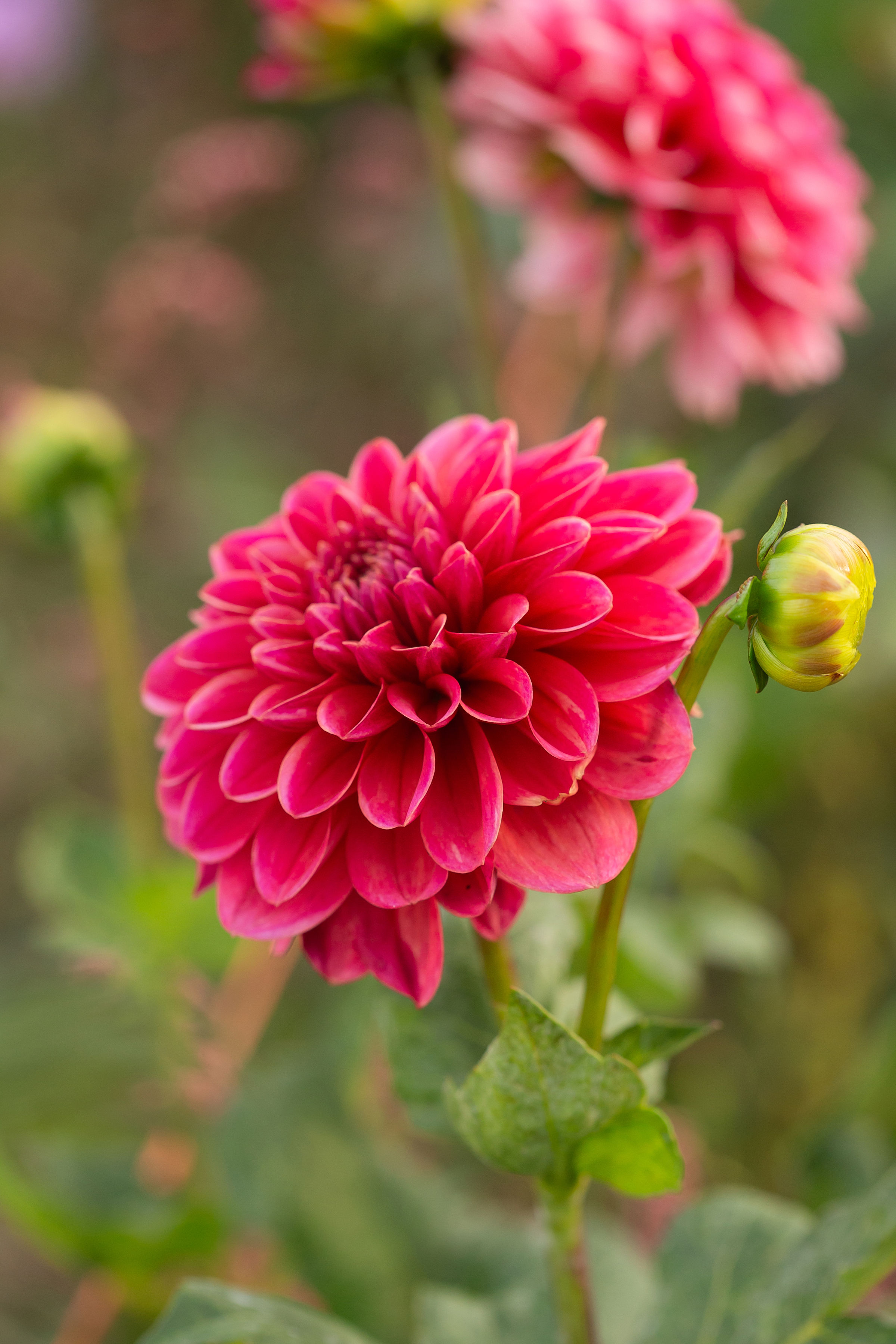 DAHLIA Salmon Runner