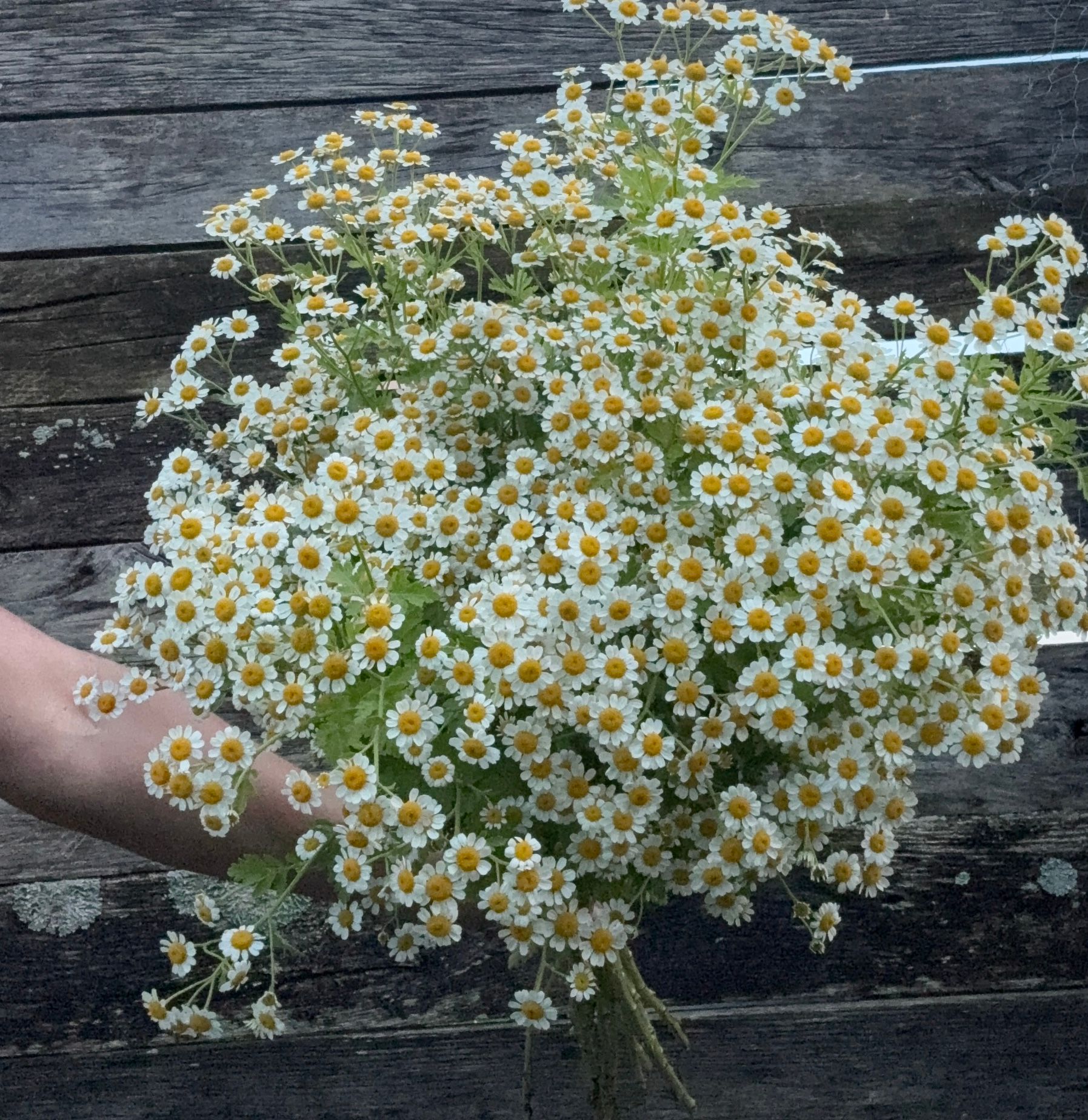 TANACETUM parthenium Vegmo Single