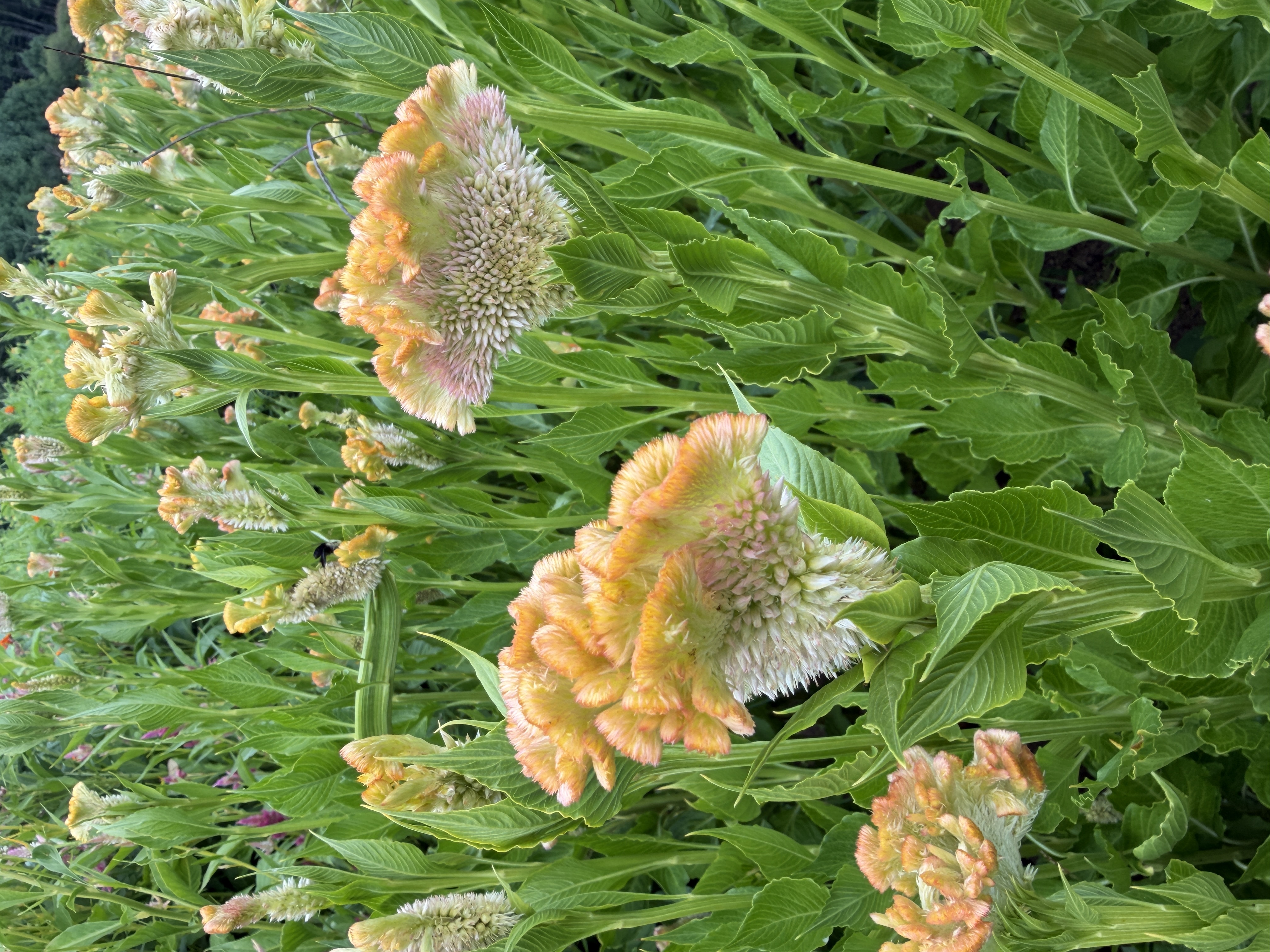 CELOSIA argentea var. cristata Crystal Beauty