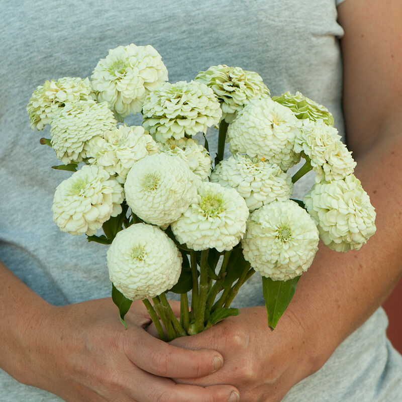 ZINNIA elegans Oklahoma Ivory