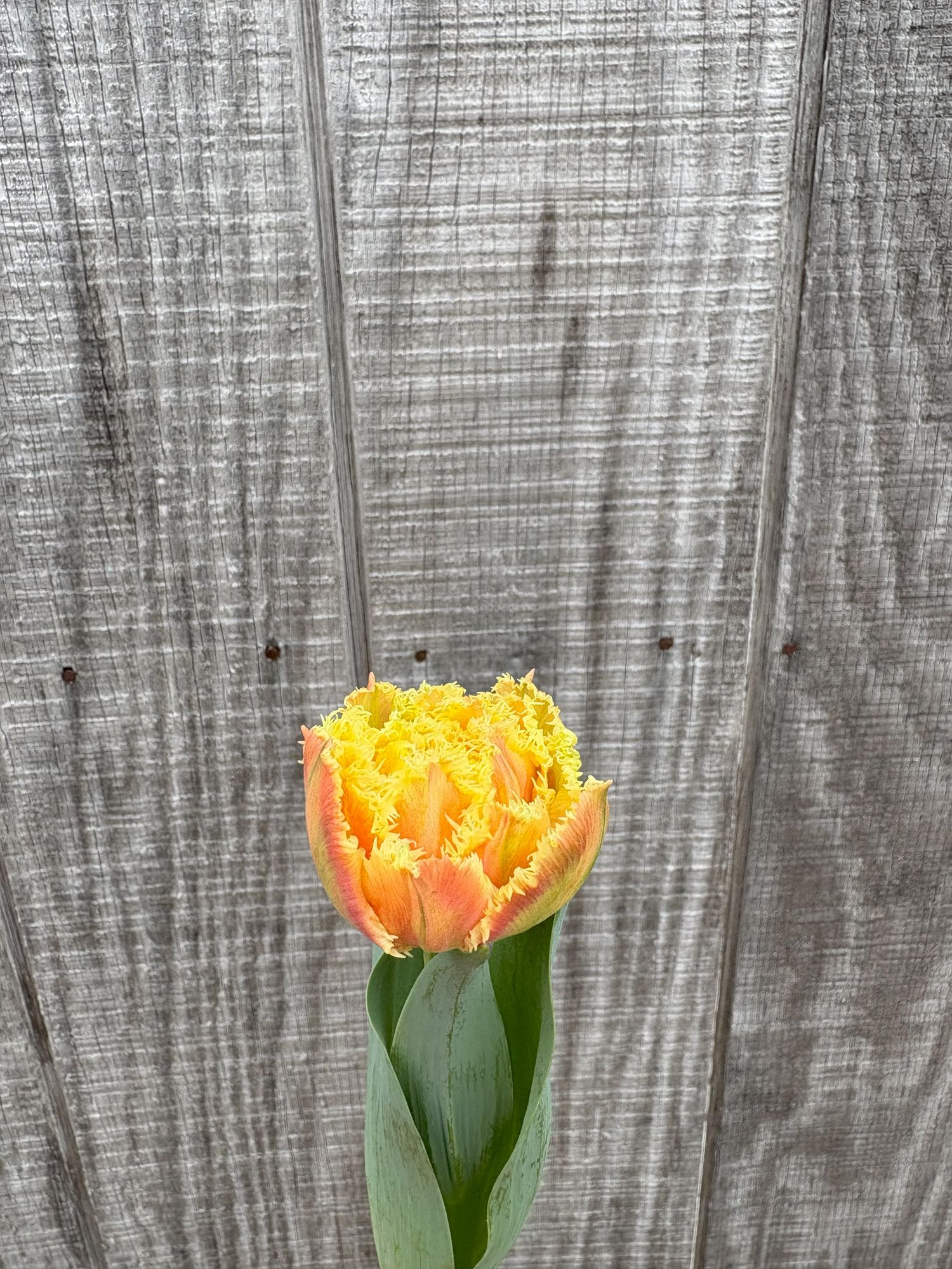 TULIPA Brisbane