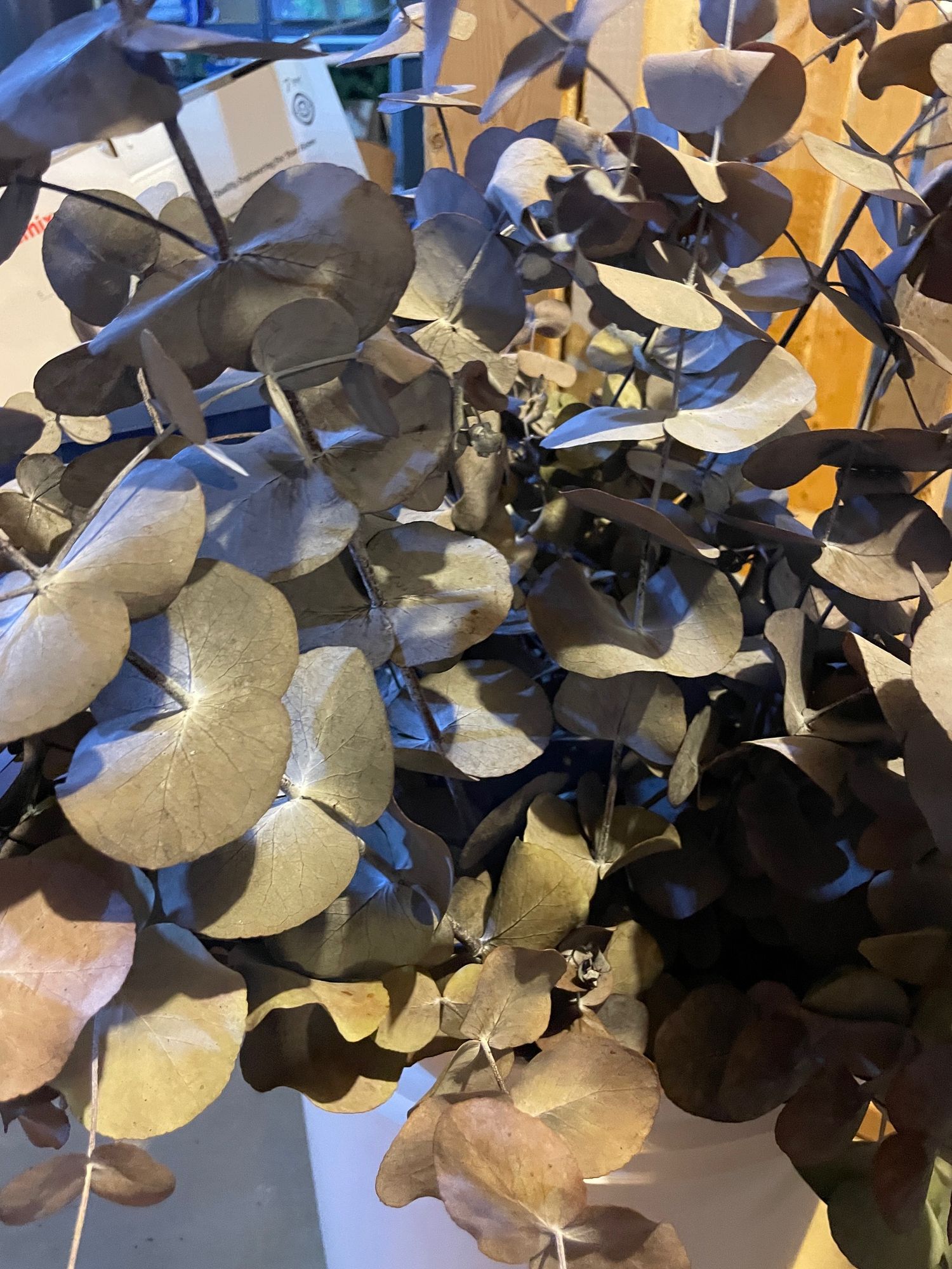 EUCALYPTUS
