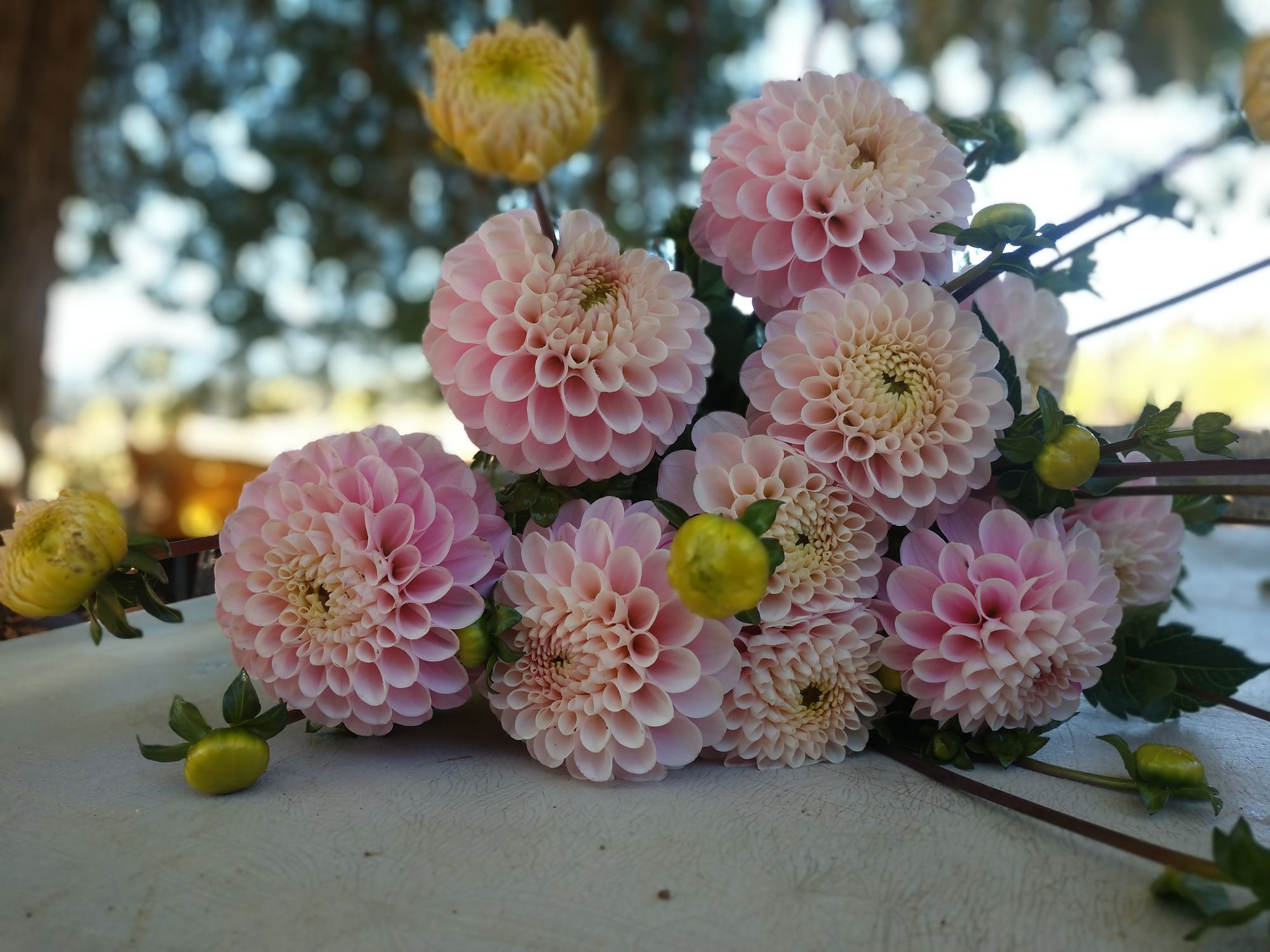 DAHLIA Wizard of Oz