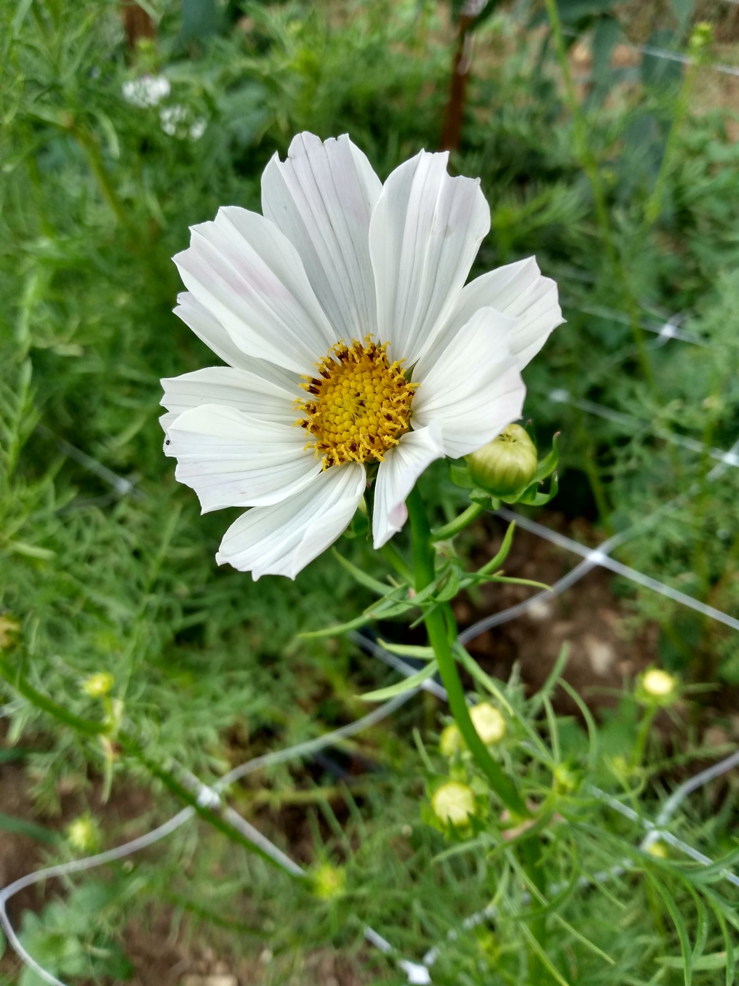 COSMOS bipinnatus Afternoon White
