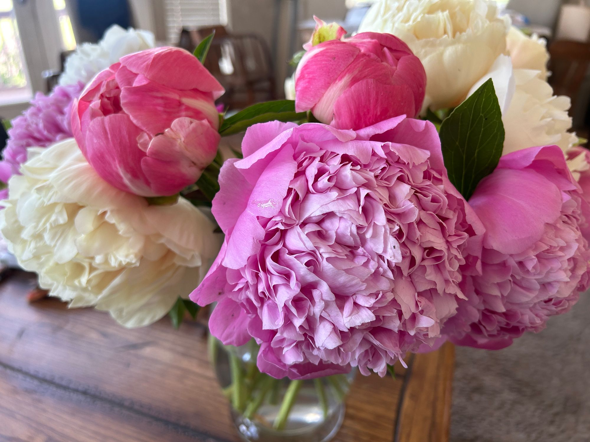 PAEONIA anomala