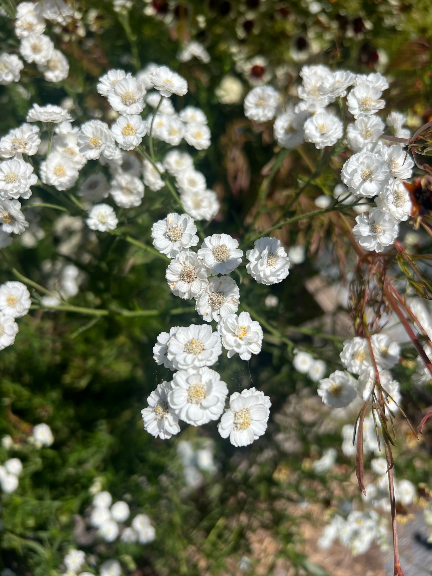 ACHILLEA ptarmica Double Diamond