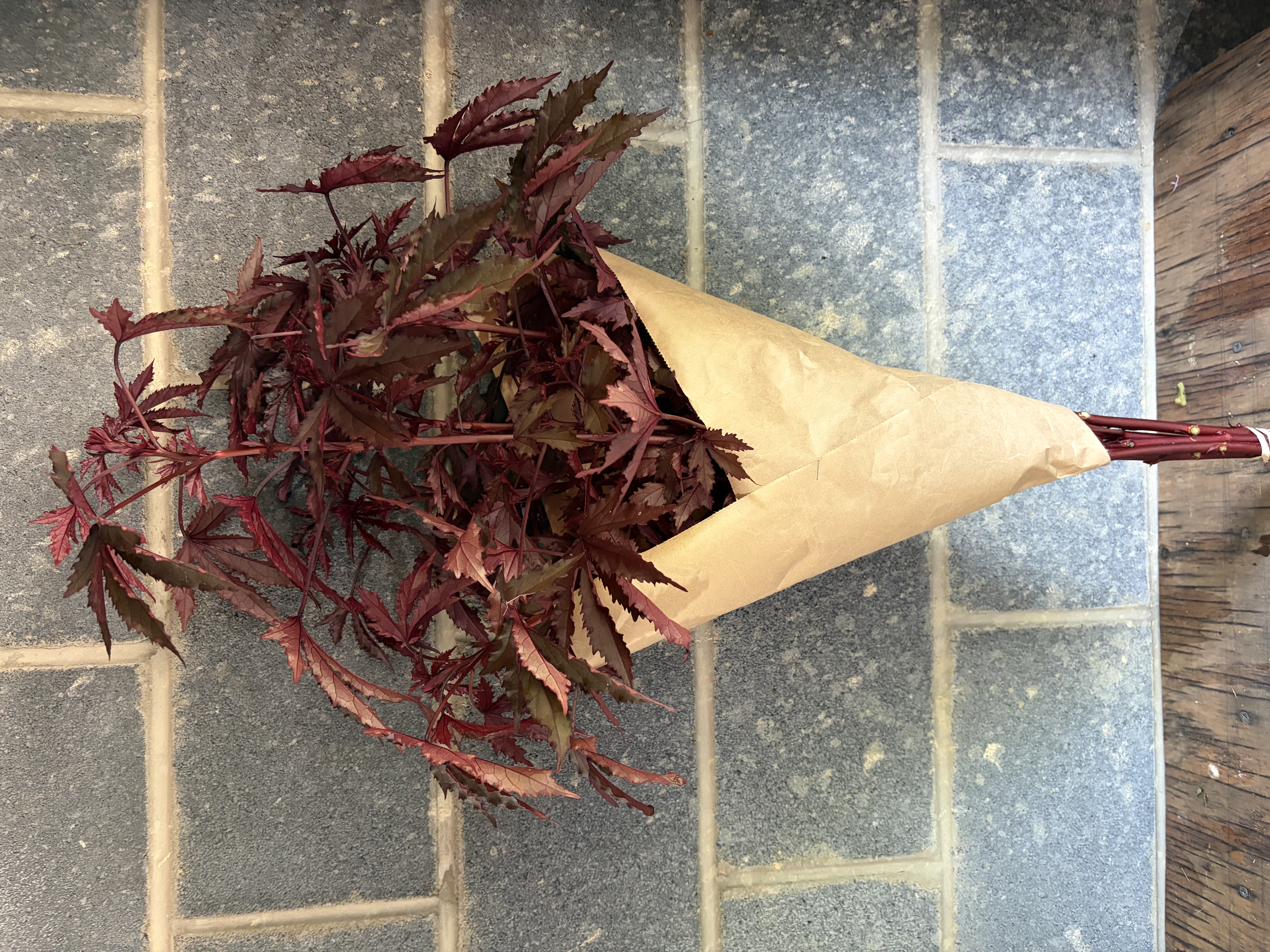 HIBISCUS acetosella