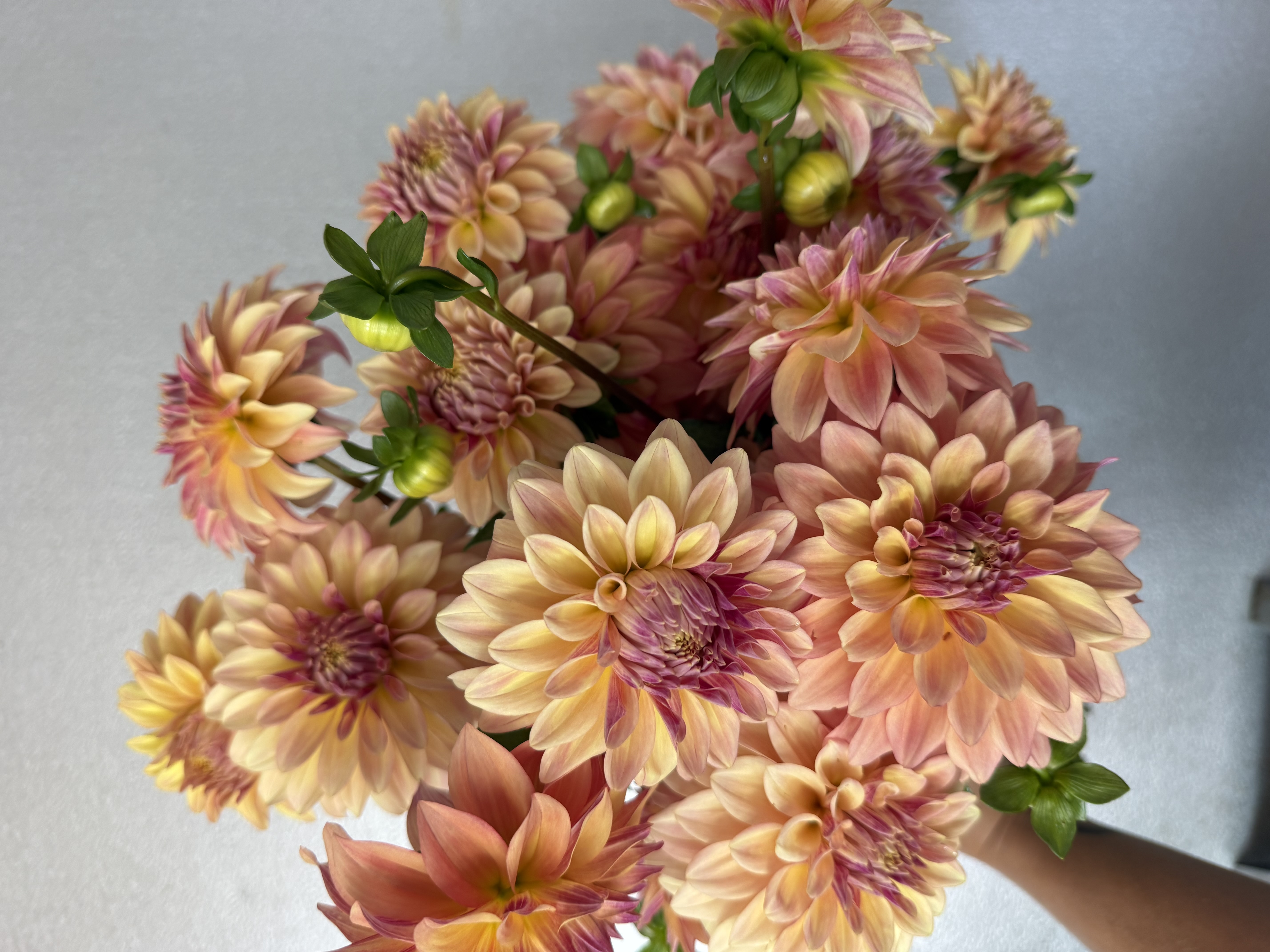 DAHLIA Miss Amara