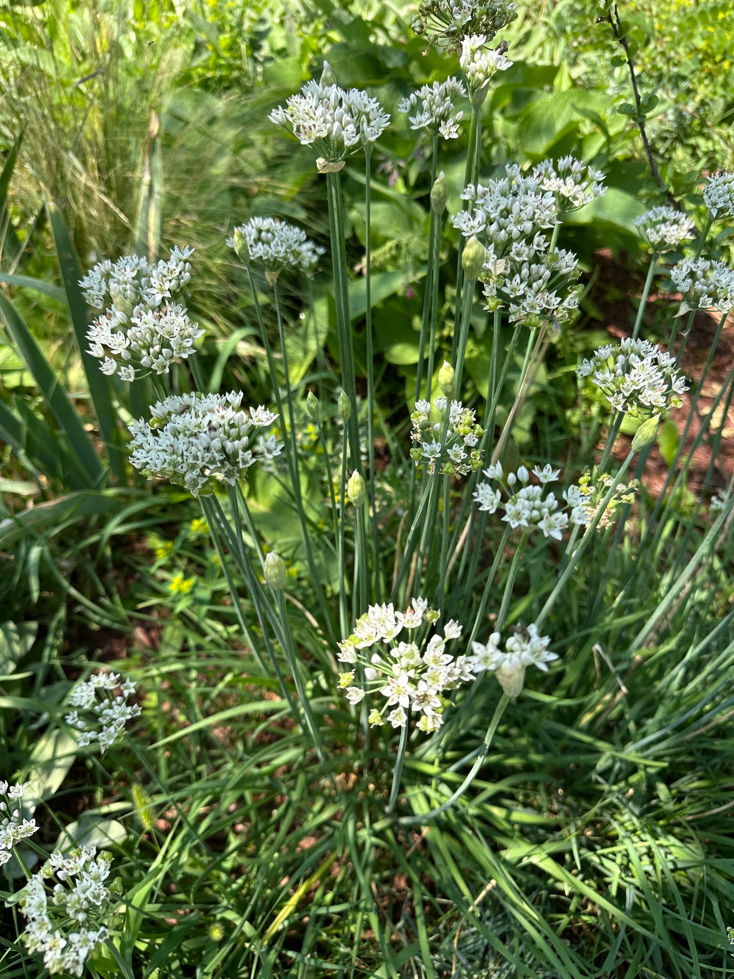 ALLIUM tuberosum