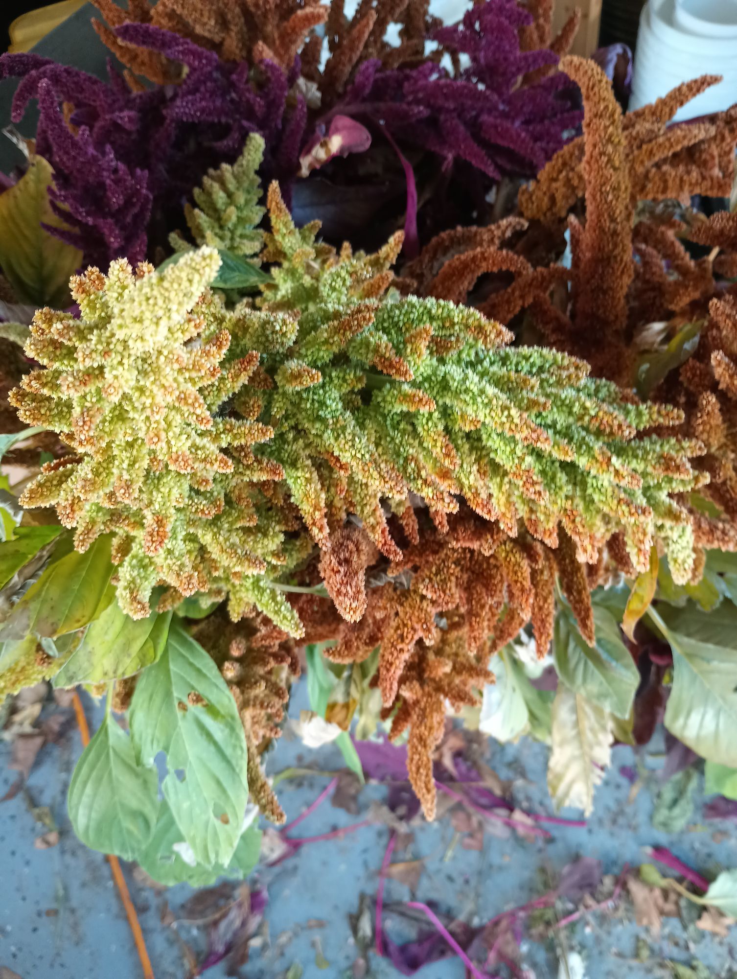 AMARANTHUS cruentus Autumn Touch