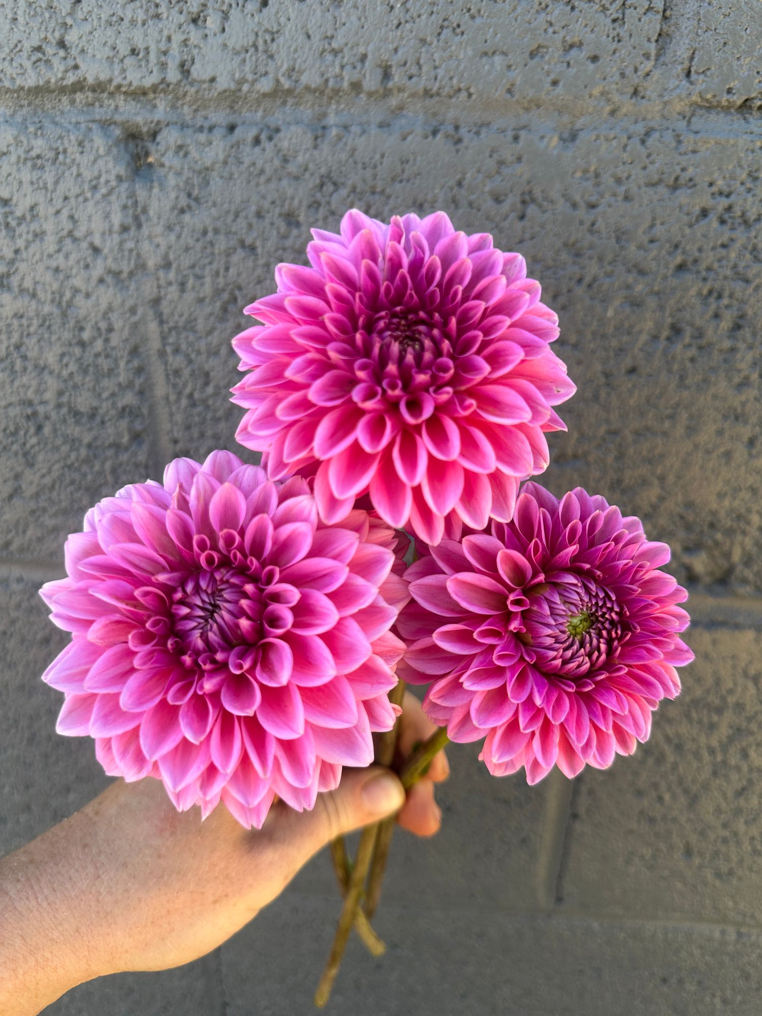 DAHLIA Pink Sylvia