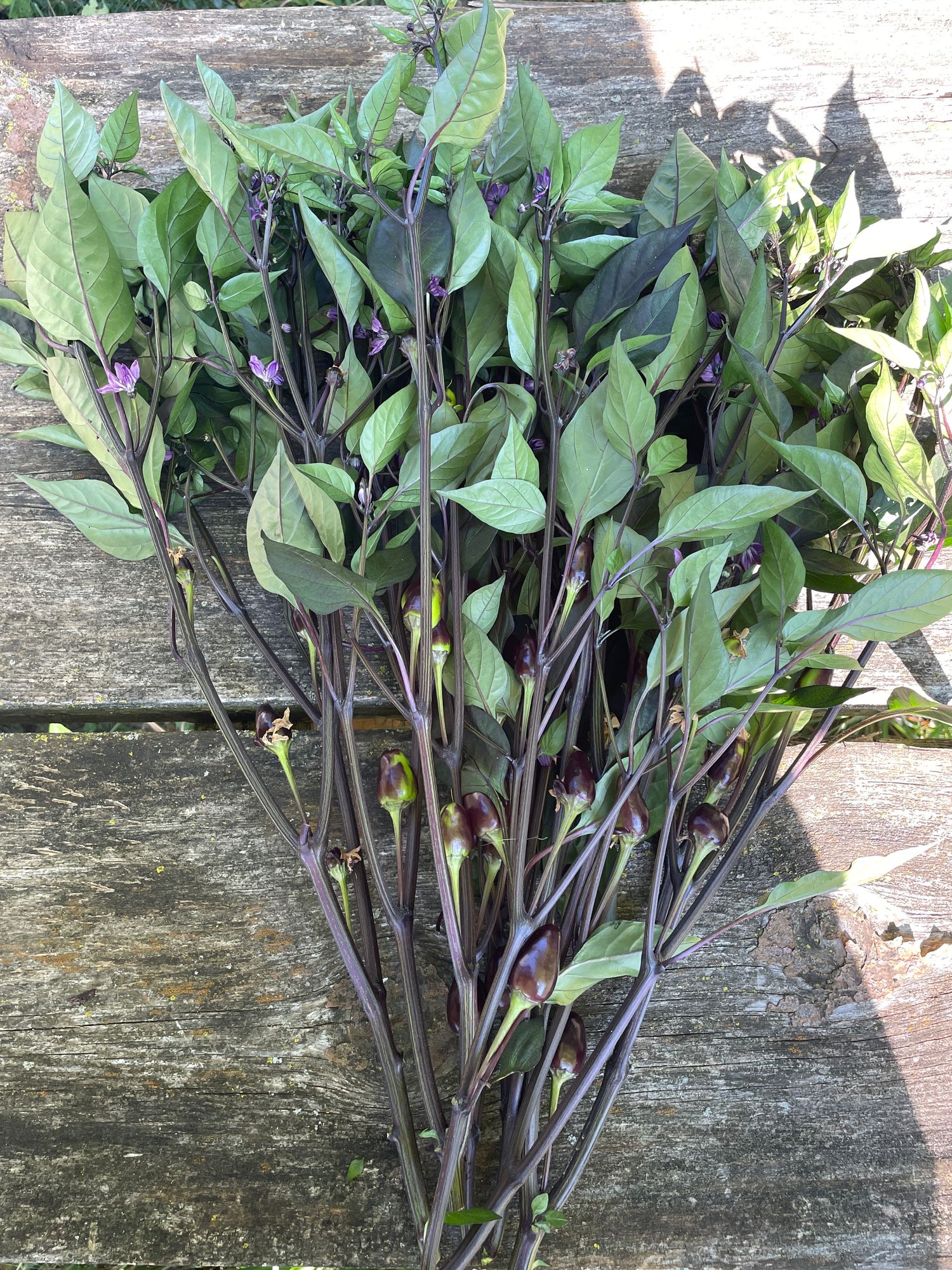 CAPSICUM annuum