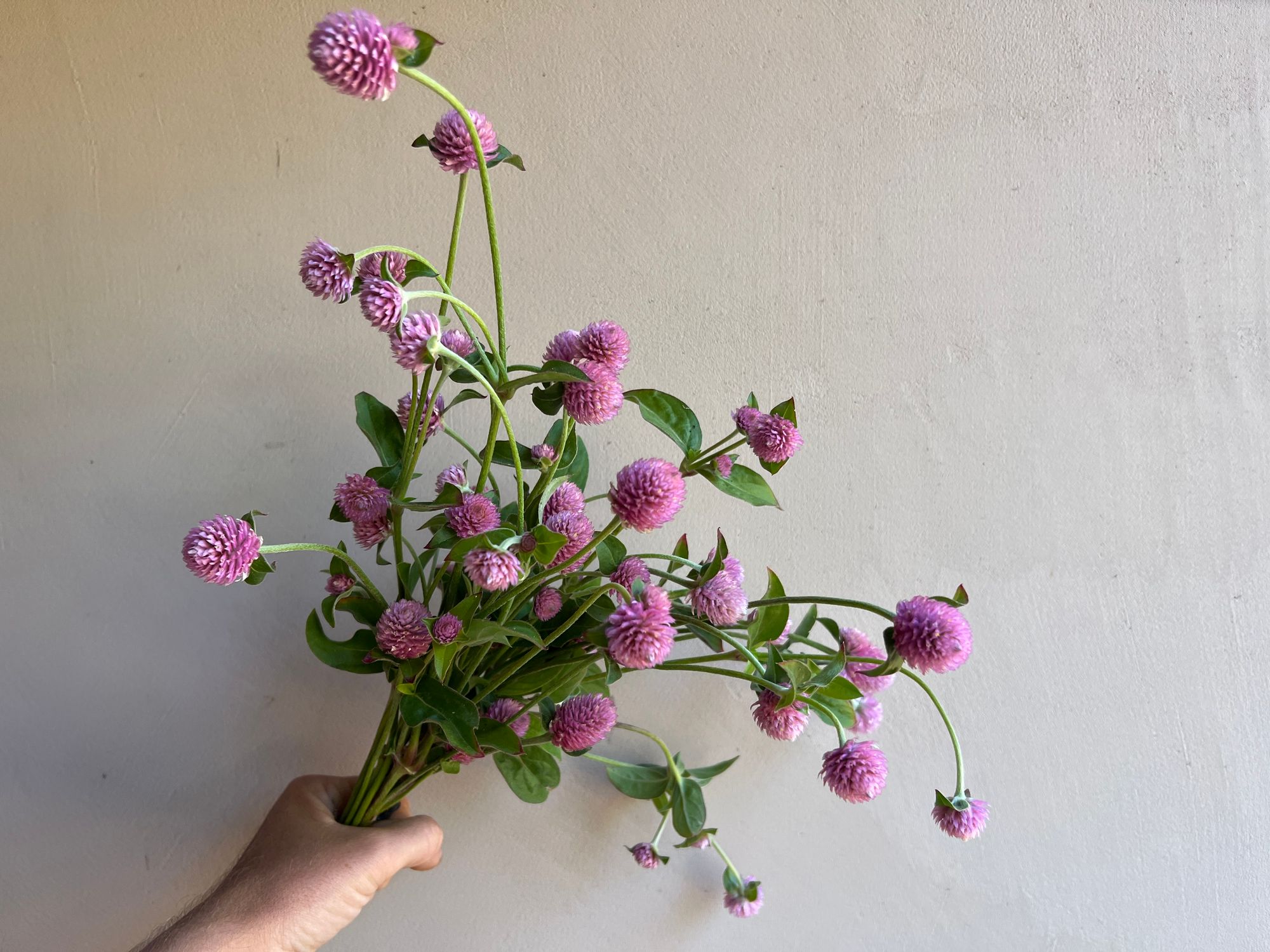 GOMPHRENA haageana QIS Pink