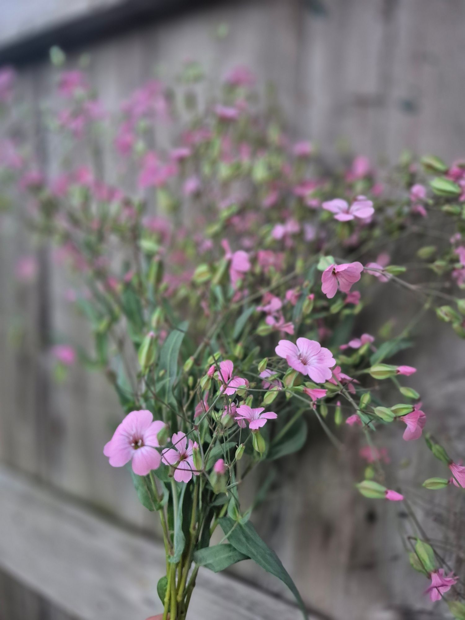 VACCARIA hispanica Beauty Pink