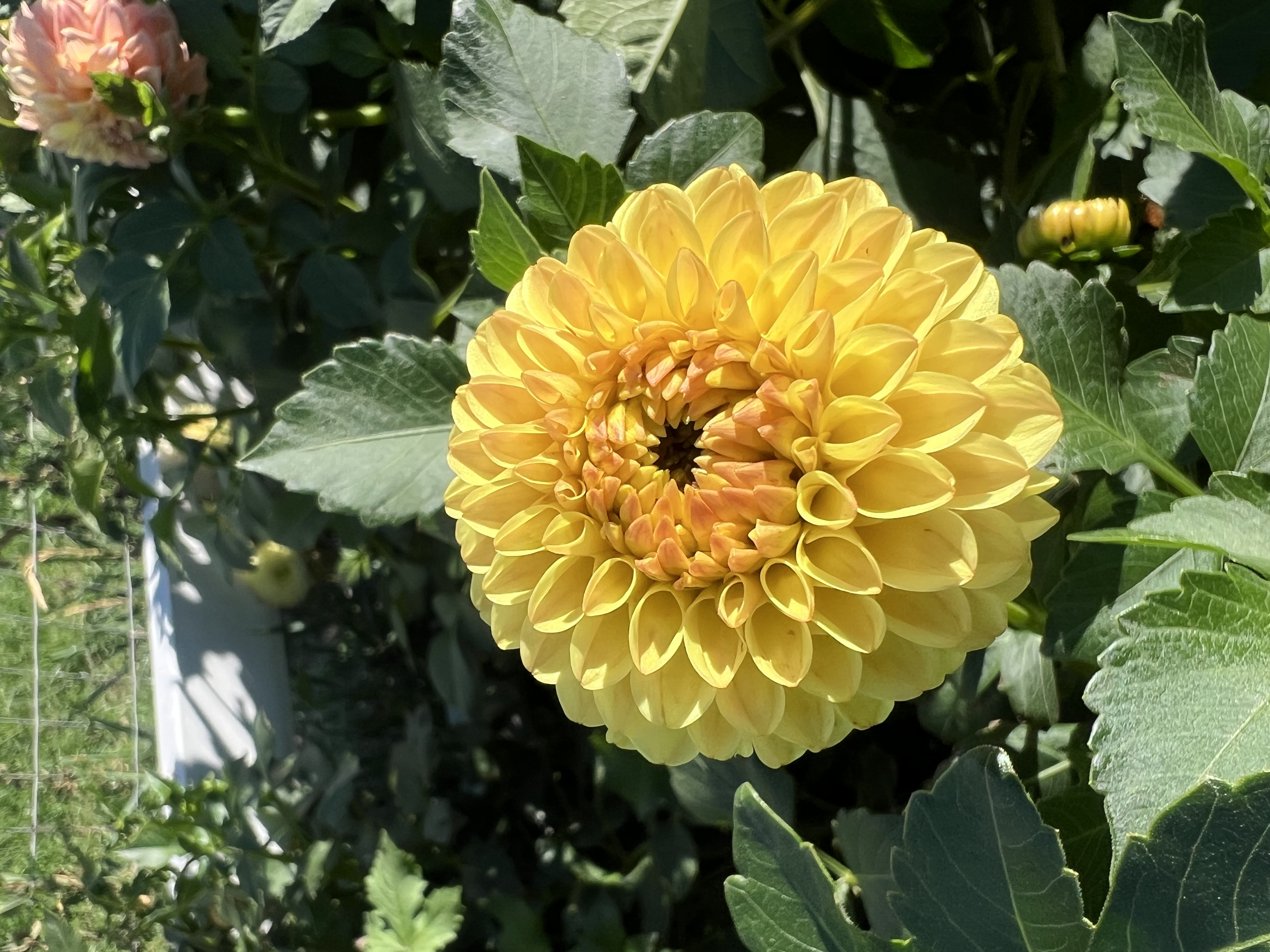 DAHLIA Darcy
