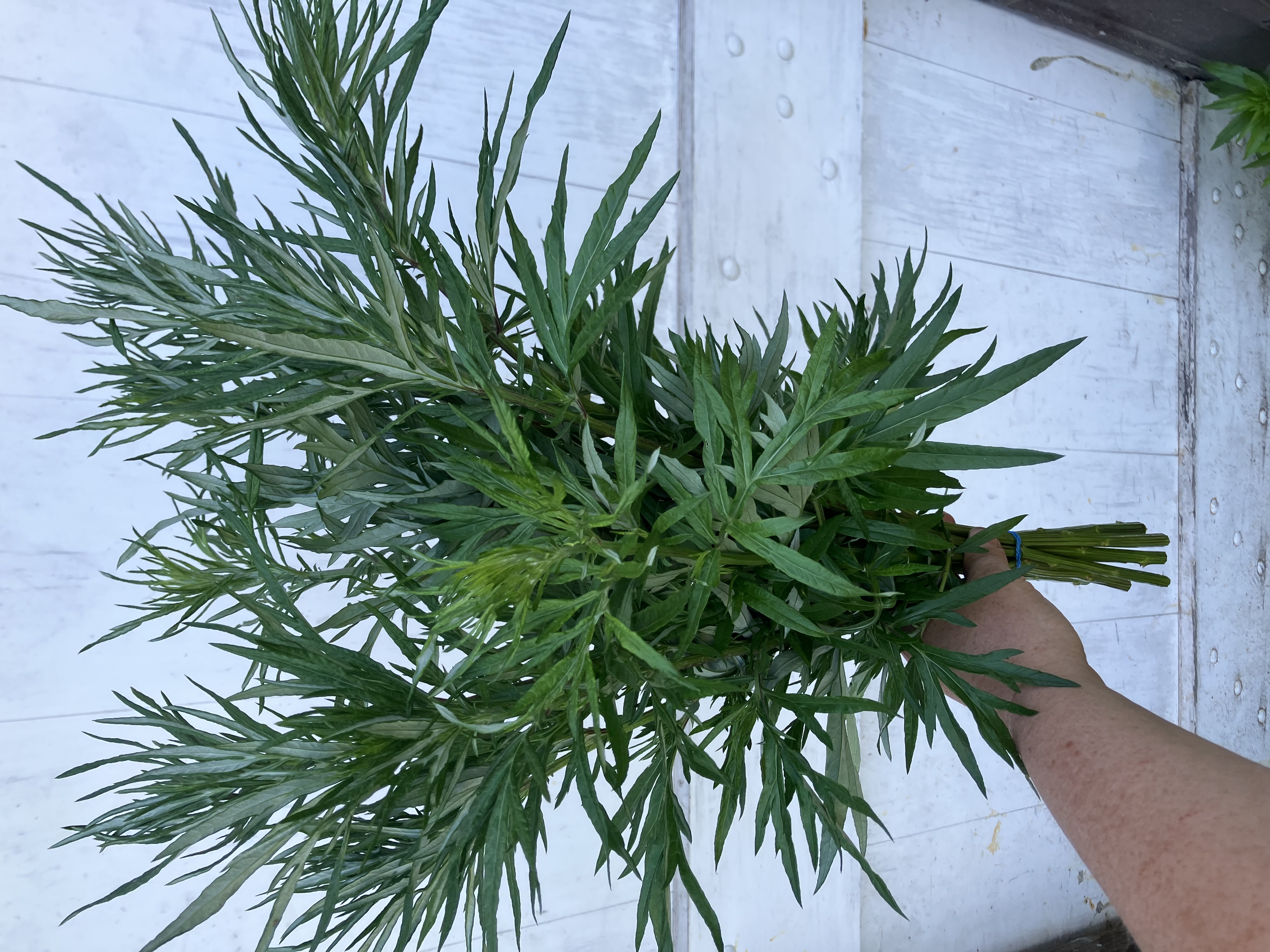 ARTEMISIA absinthium