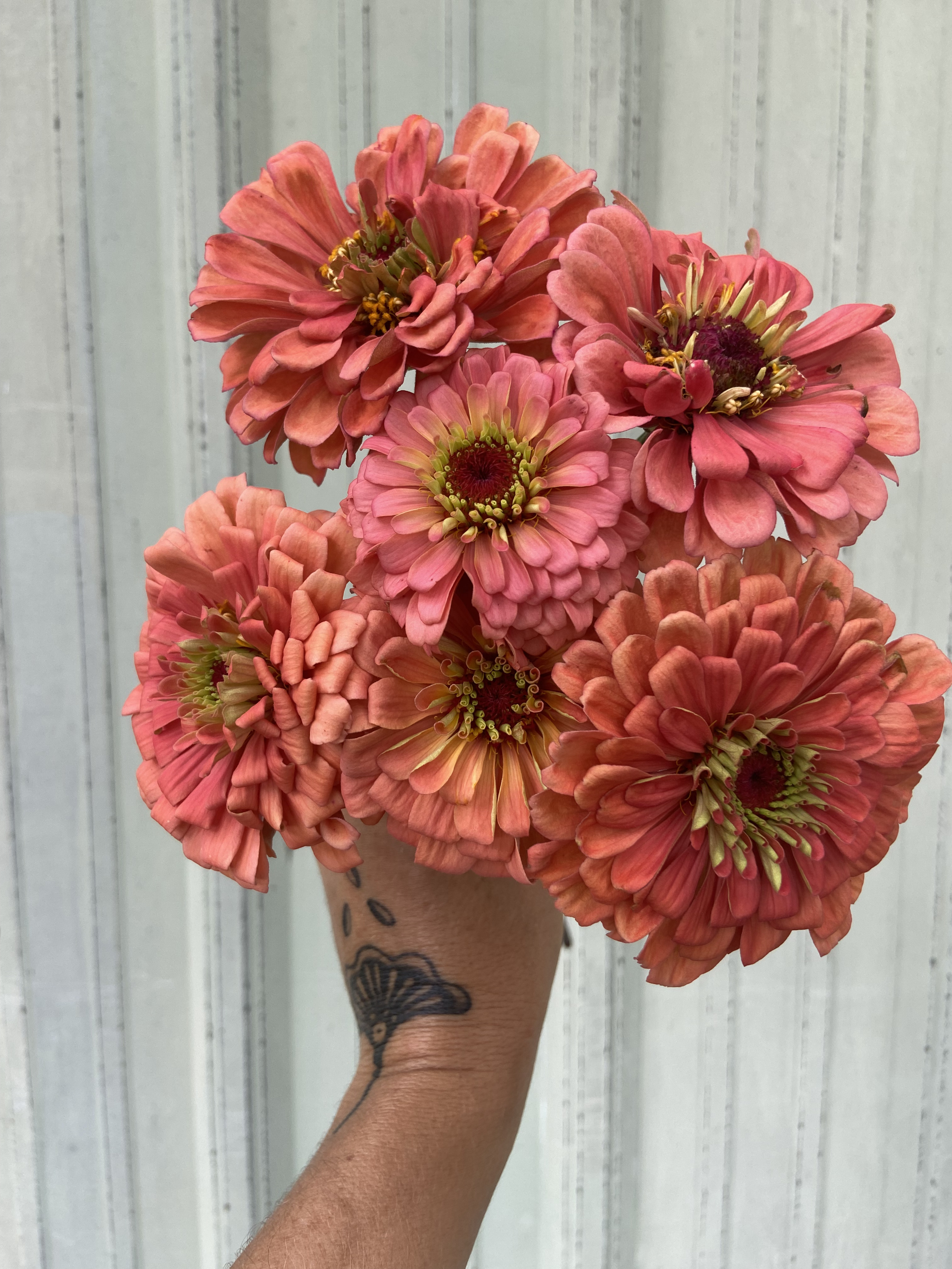 ZINNIA elegans Benary's Giant Salmon Rose